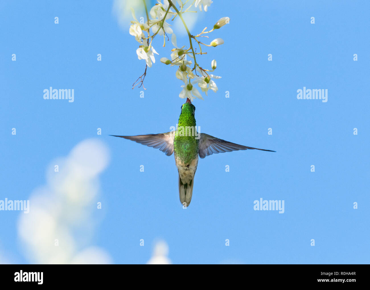 White-tailed Golden throated hummingbird Fütterung auf die Blüten der Moringa Baum. Stockfoto