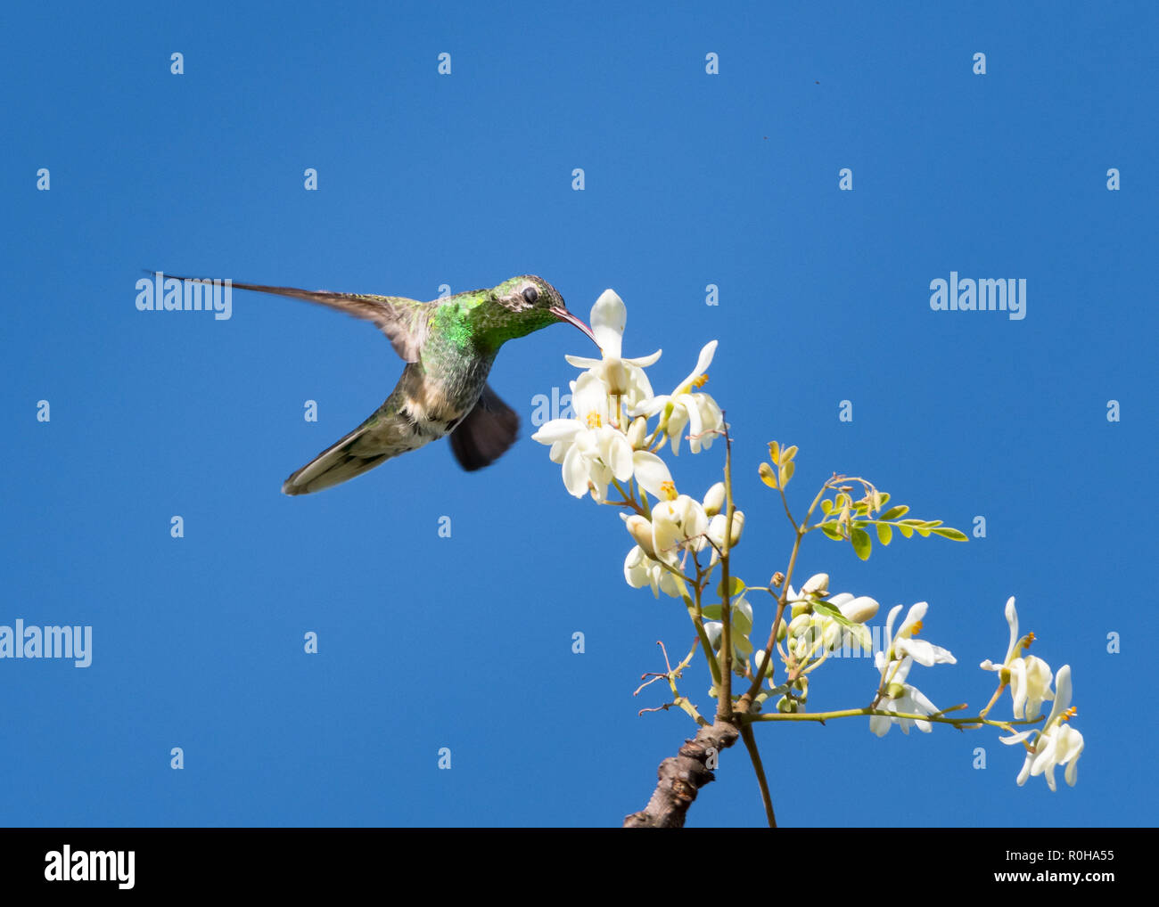 White-tailed Golden throated hummingbird Fütterung auf die Blüten der Moringa Baum. Stockfoto