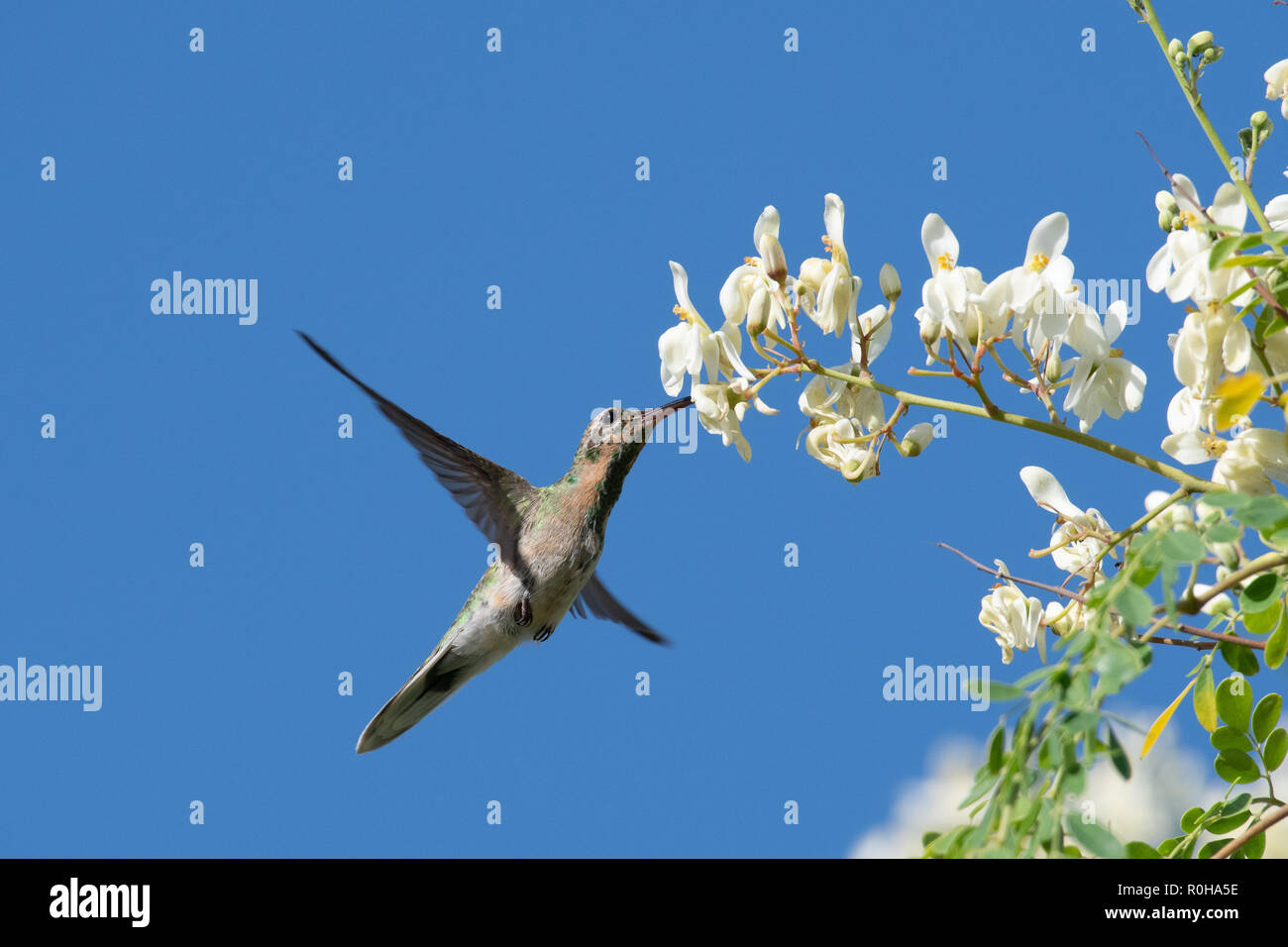 White-tailed Golden throated hummingbird Fütterung auf die Blüten der Moringa Baum. Stockfoto