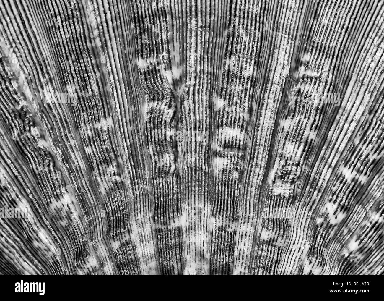 Nahaufnahme von Linien und Textur einer Sea Shell Stockfoto