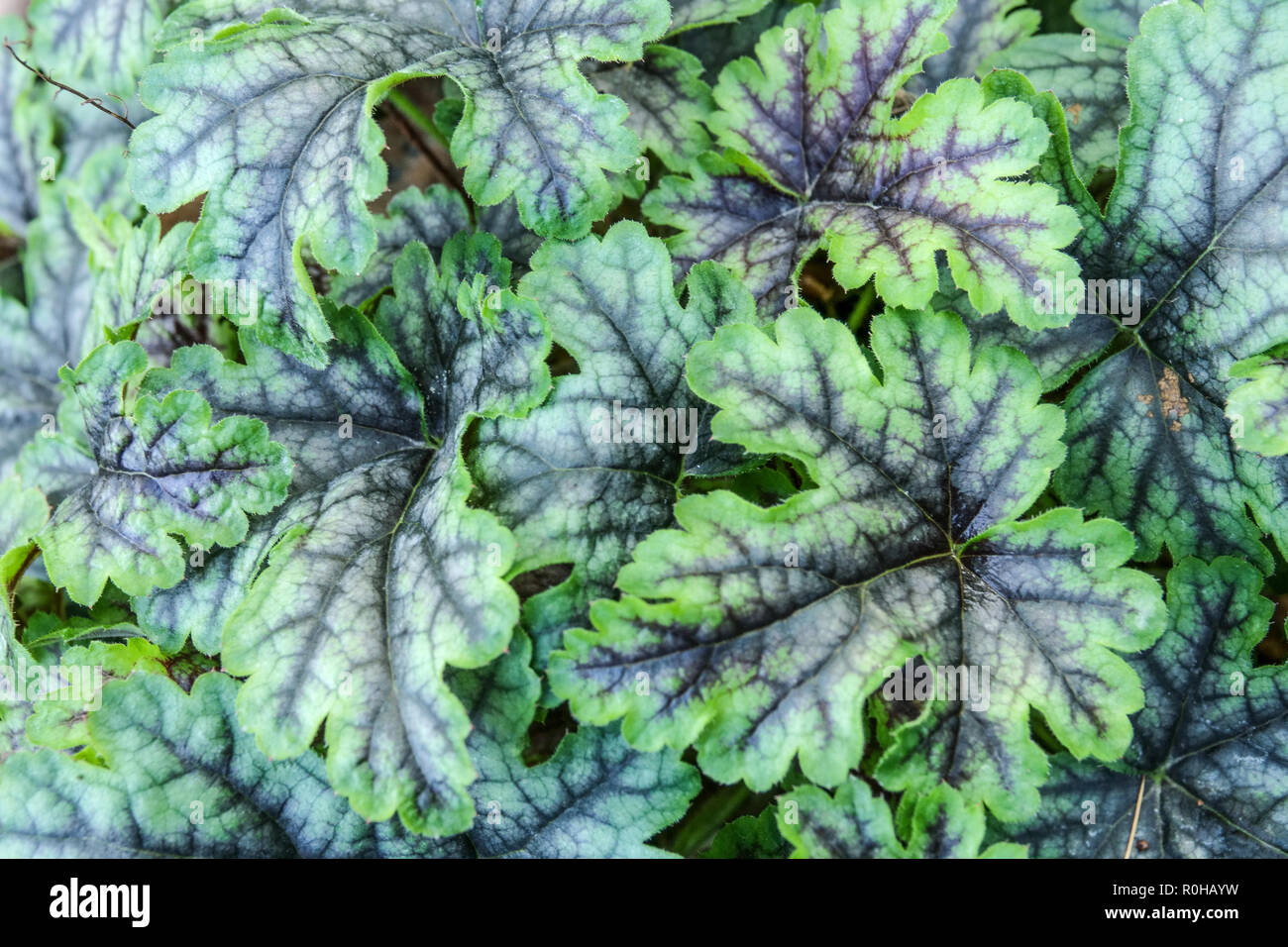 Heucherella 'Tapestry' Stockfoto