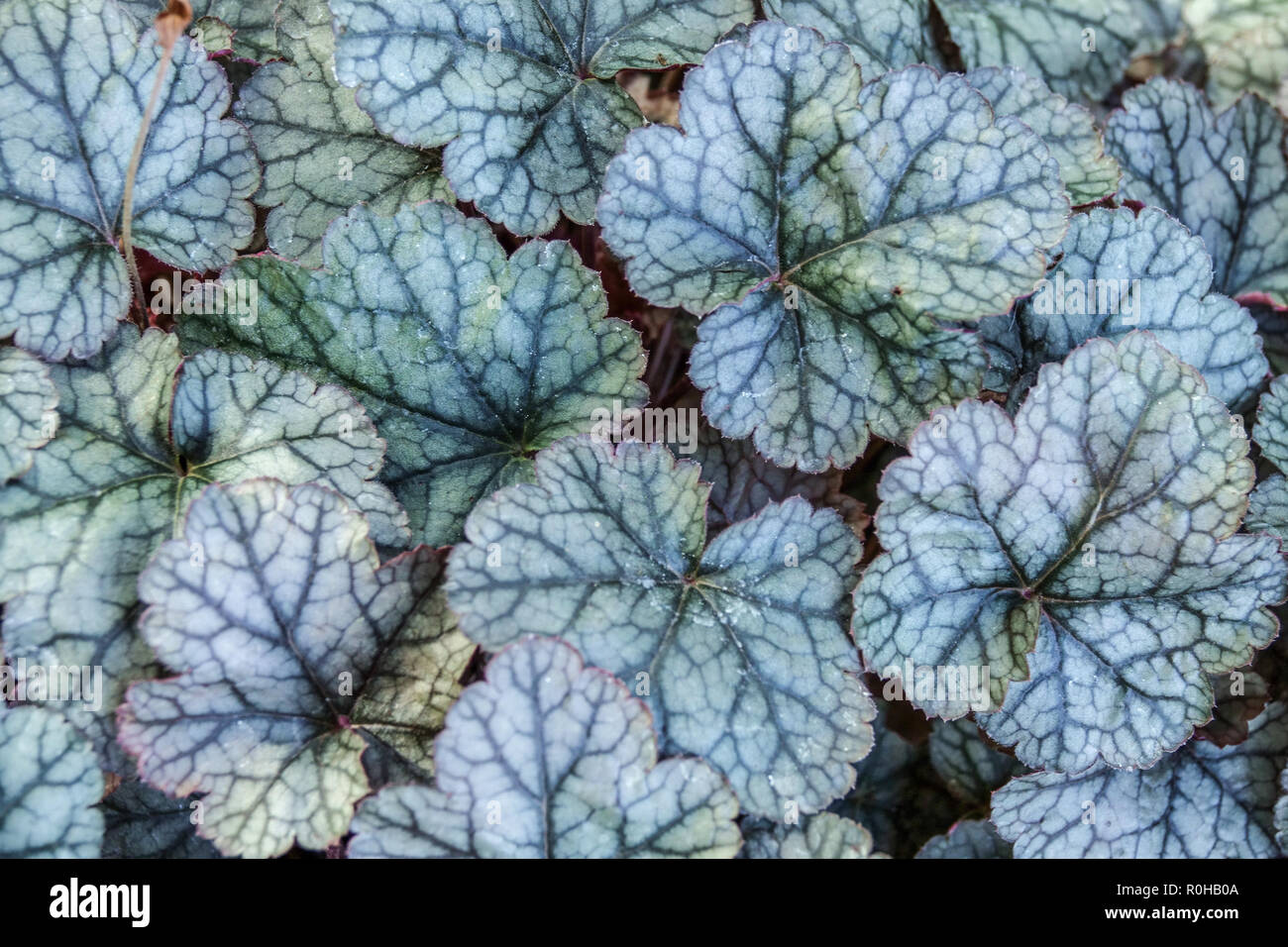 Alumroot Heuchera „Silver Scrolls“ Laub Mehrjährige Pflanze Kompakte Klumpenbildende Sorte Silbrige Blätter Garten Dunkle Aderblätter Stockfoto