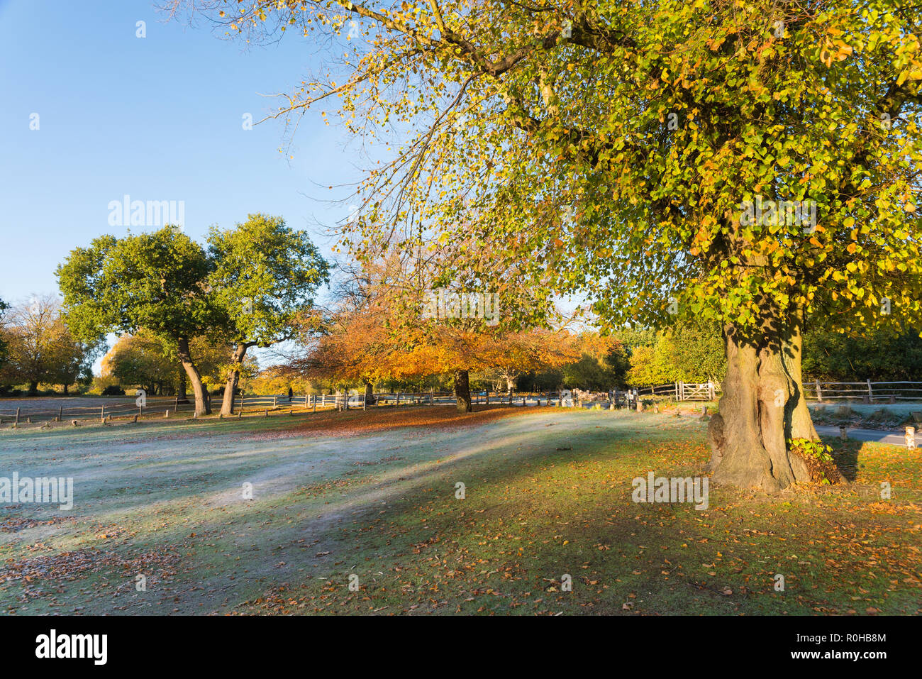 Warme Herbst am frühen Morgen Sonnenschein in Sutton Park in der Nähe von Birmingham Stockfoto