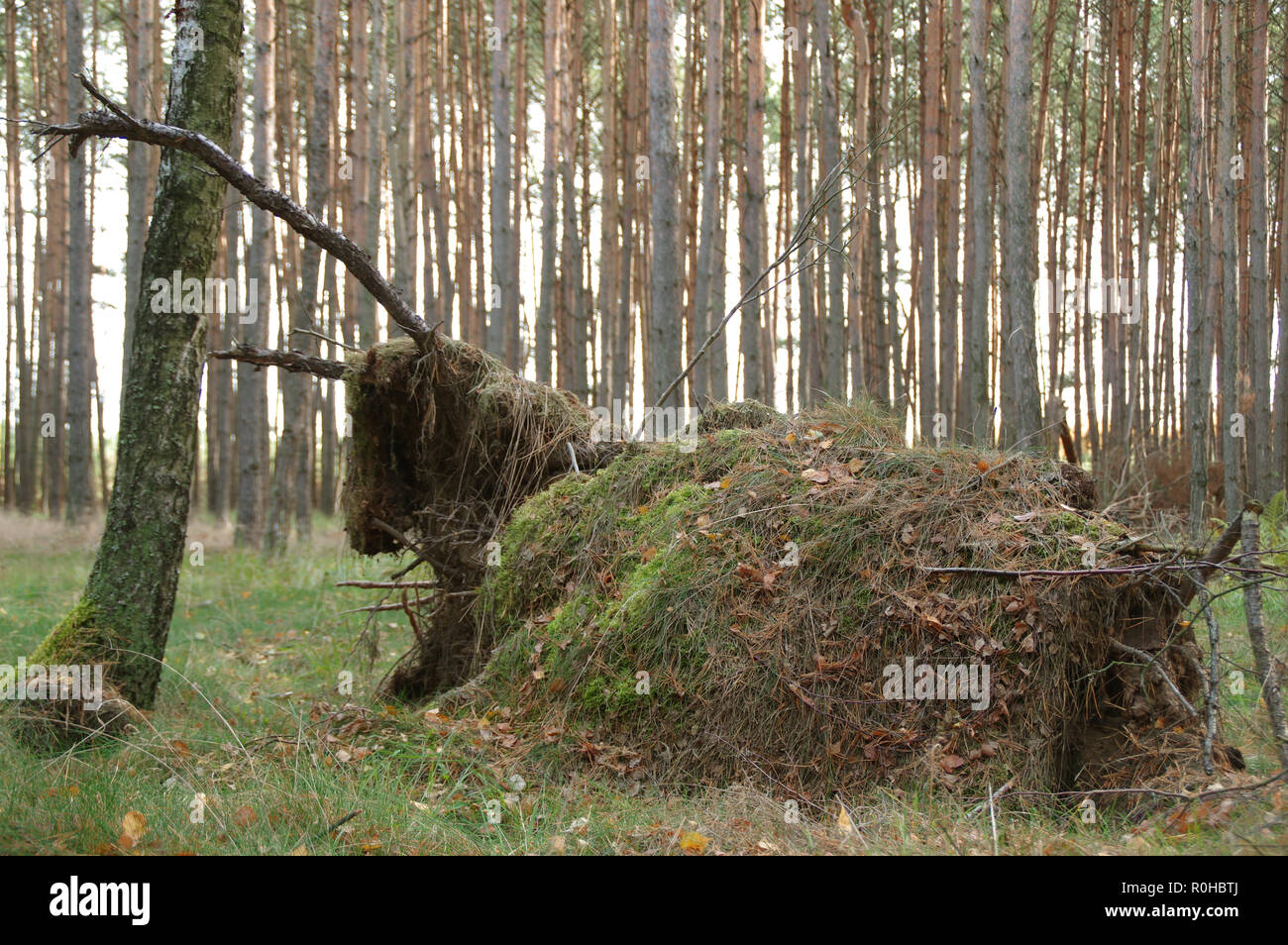 Zweige und Blätter in der Form eines Hirsches Silhouette. Tier-Form in den wilden Wald. Stockfoto