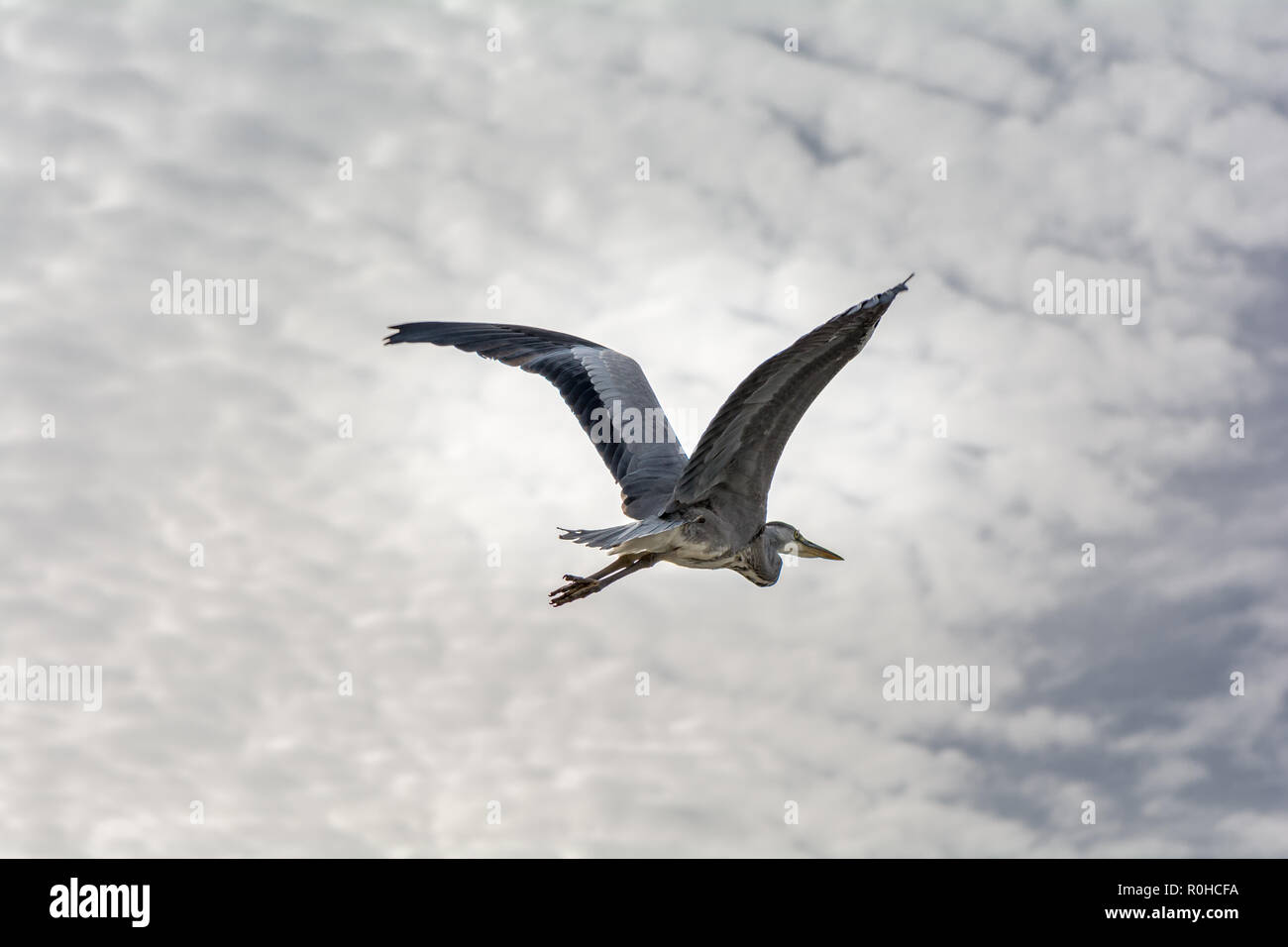 Ein Reiher in der Luft Stockfoto