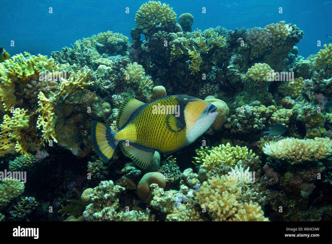 Titan Drückerfisch (Balistoides Viridescens) an einem Korallenriff, Ari Atoll, Malediven Stockfoto