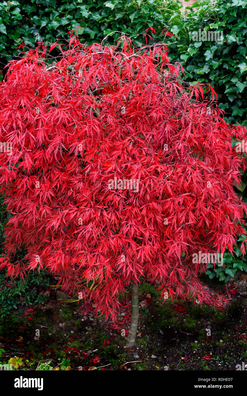 Japanischer Ahorn (Acer palmatum) Baum im frühen Herbst die Blätter zu fallen beginnen. Stockfoto