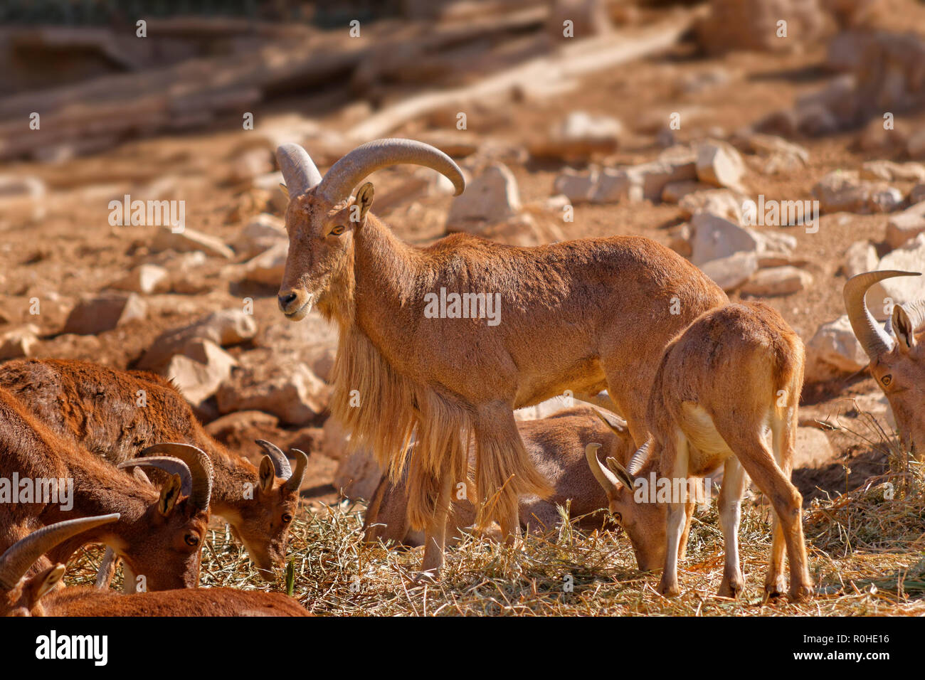 Mähnenspringer, eine Ziege/Antilope Gattung in Nordafrika gefunden. Stockfoto
