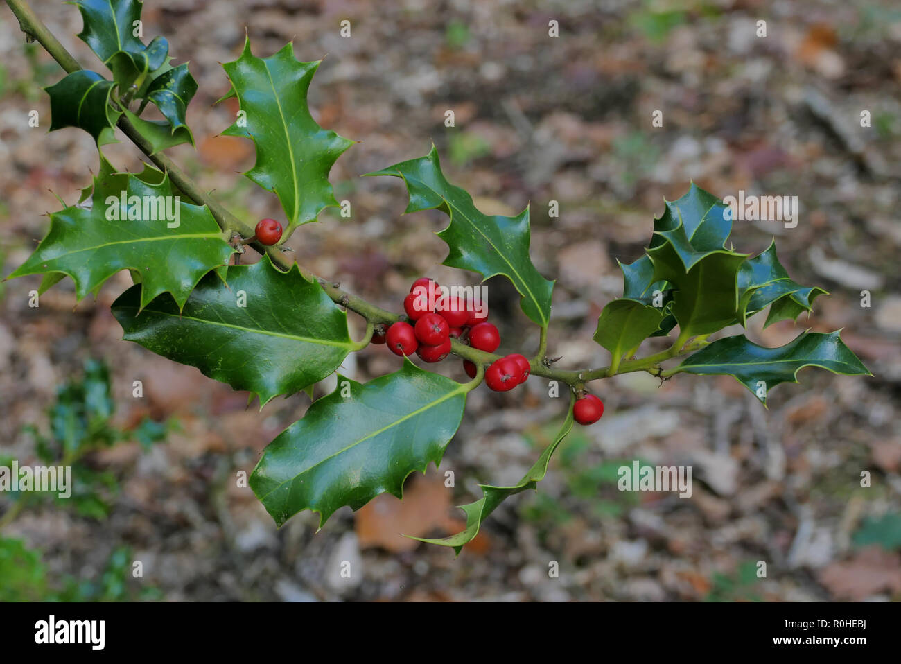 Rote Beeren auf Holly Zweig Stockfoto