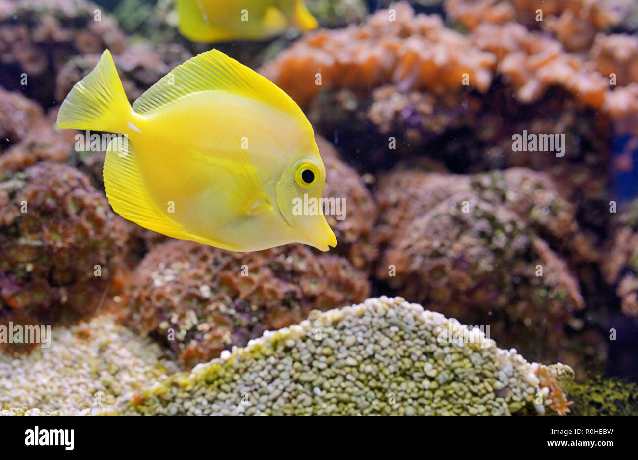 Zebrasoma Fische und Korallen im Aquarium Stockfoto