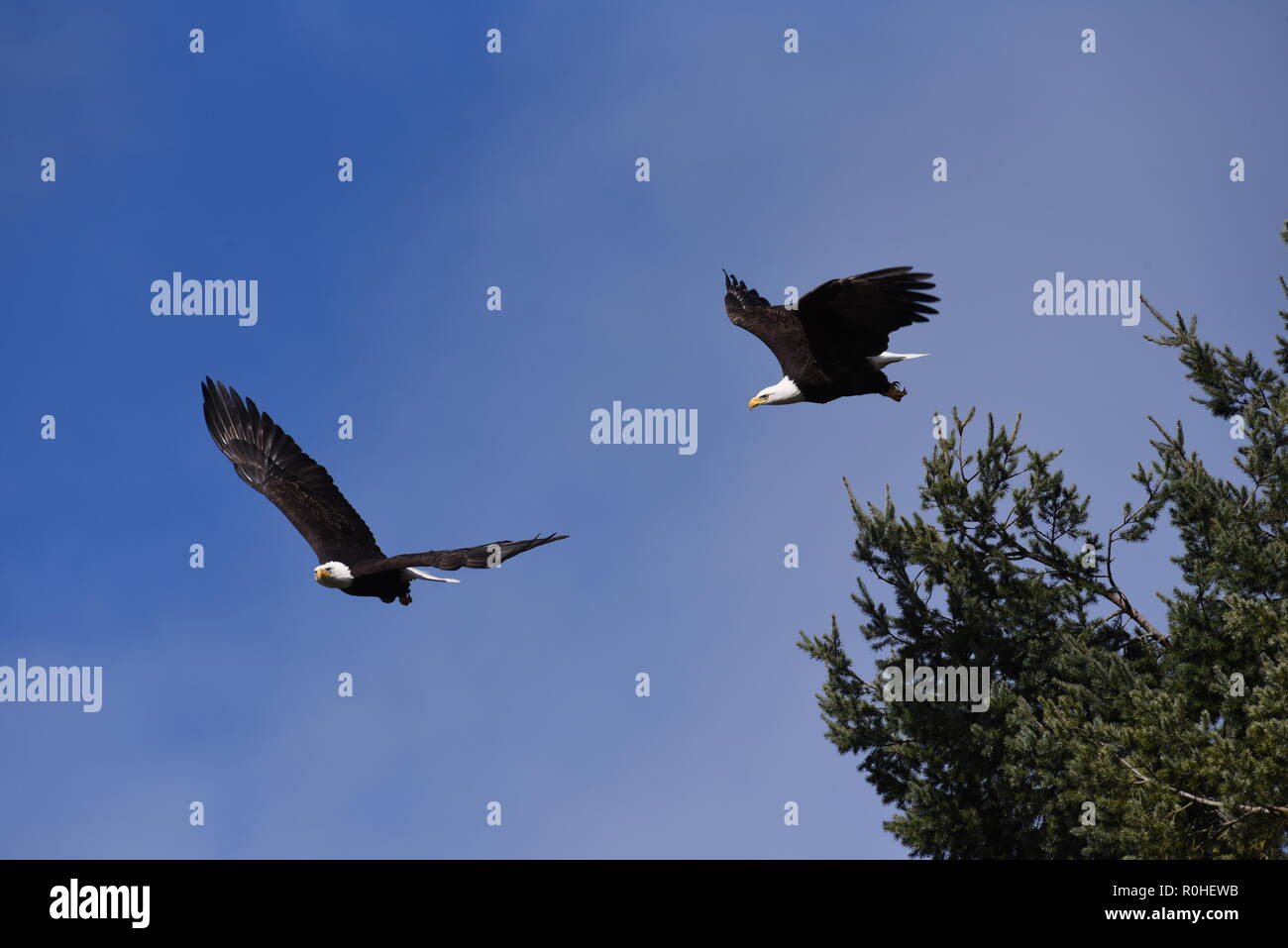 Zwei Adler in synchronen Flug über den Wald in Richtung der Kamera Stockfoto