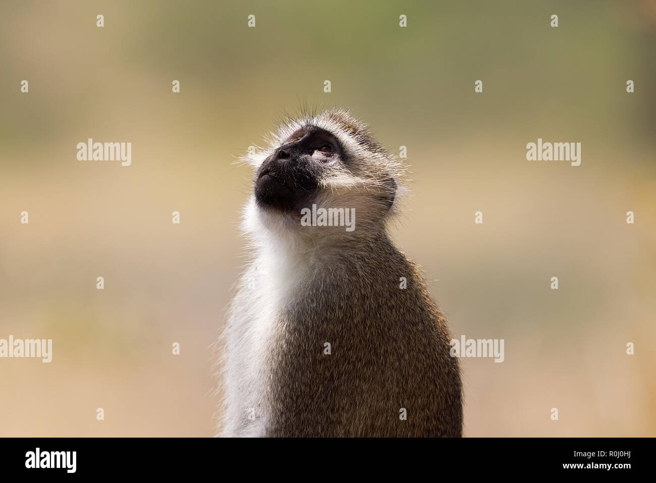 1 Eine einzige schwarze Meerkatze (Cercopithecus aethiops) Profil Suchen nach oben Ishasha Queen Elizabeth Park Uganda konfrontiert Stockfoto