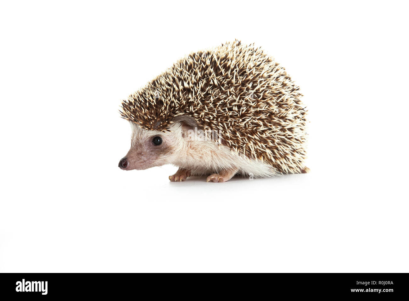 Pygm Igel, Stockfoto