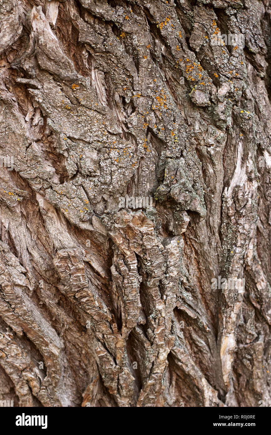 Muster mit Risse im Holz, Rinde bedeckt mit Moos. Herbst. Stockfoto
