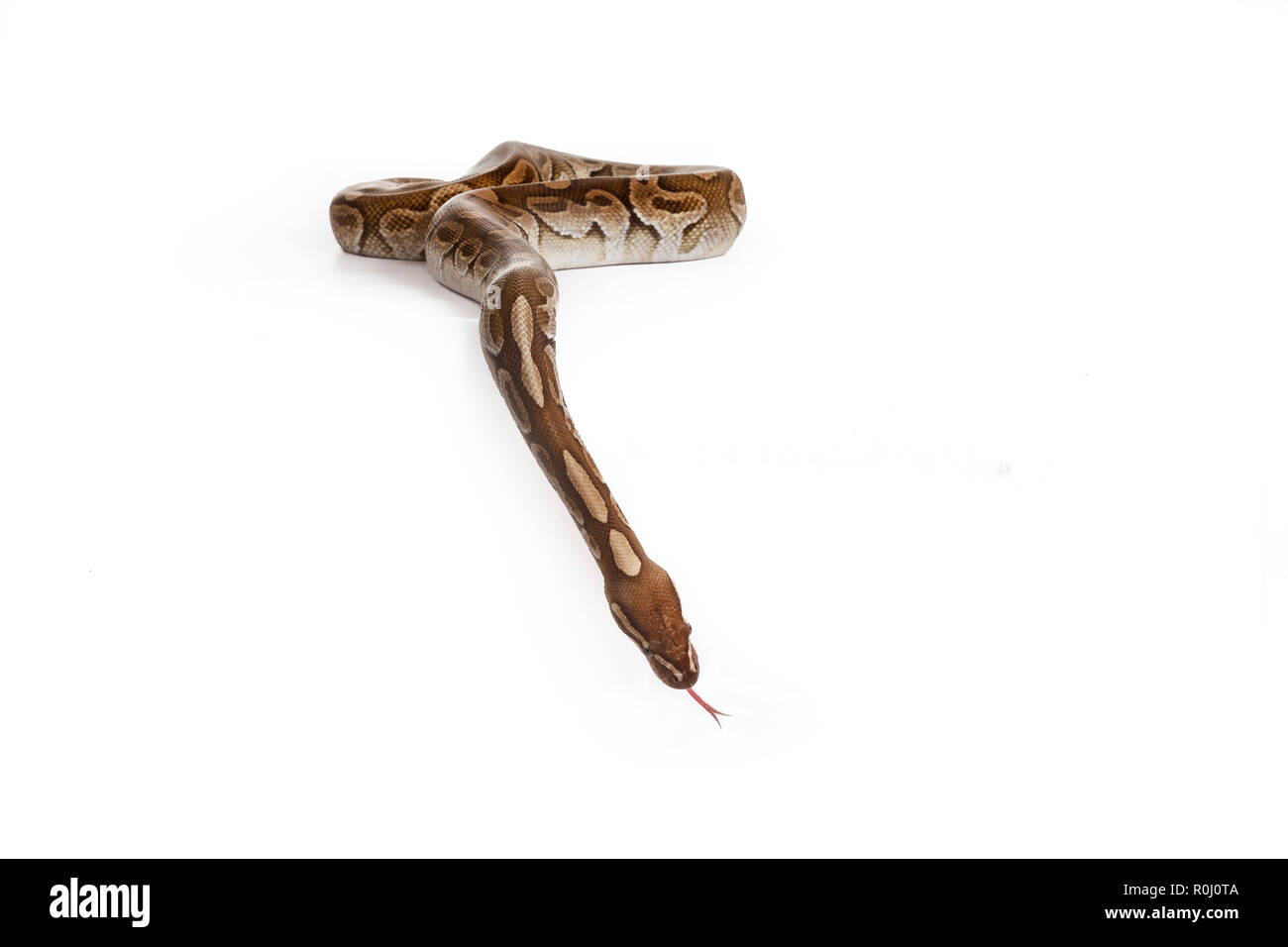 Königliche Python Stockfoto