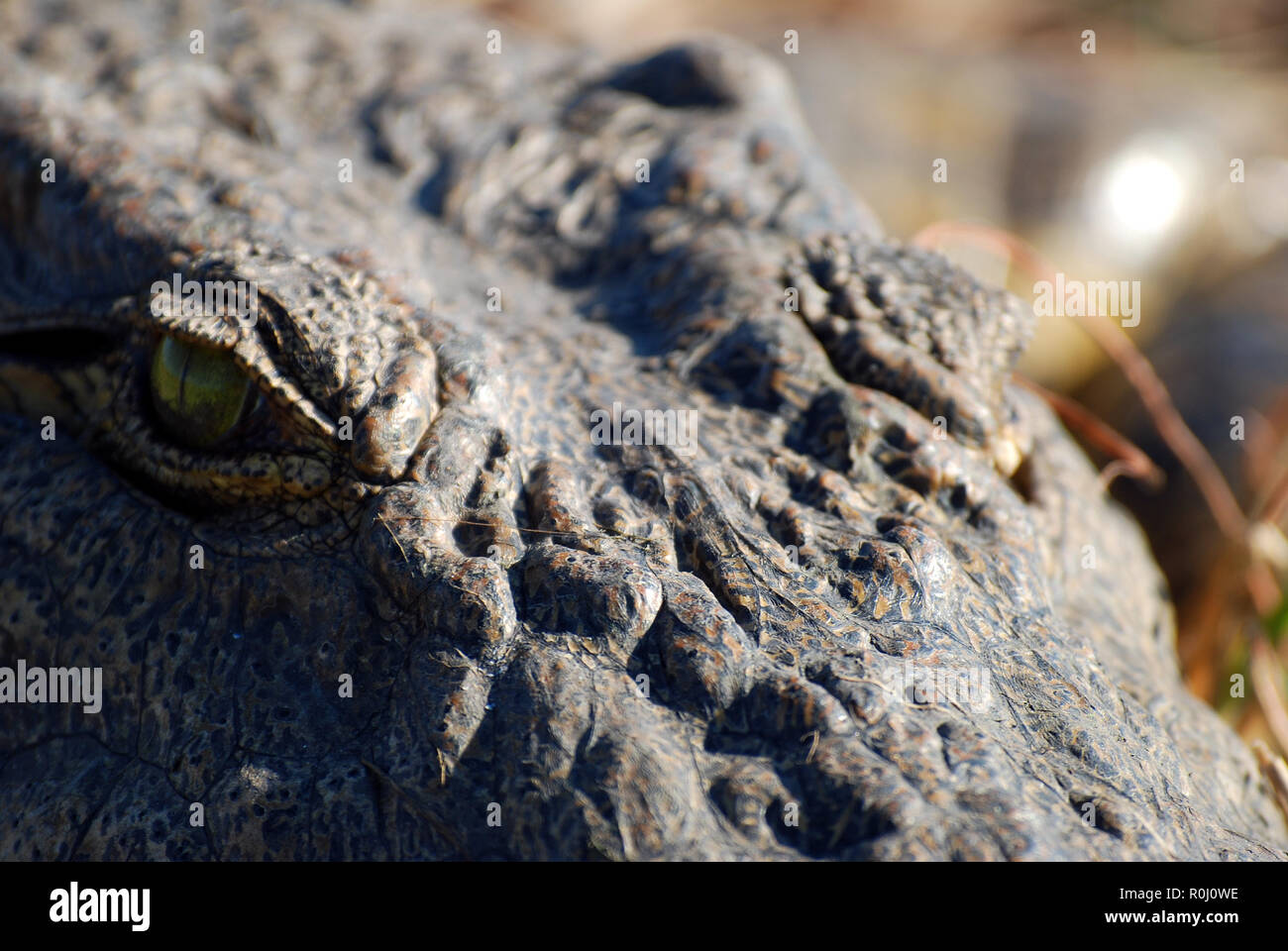 Schließen Sie das Krokodil Auge Botswana Stockfoto