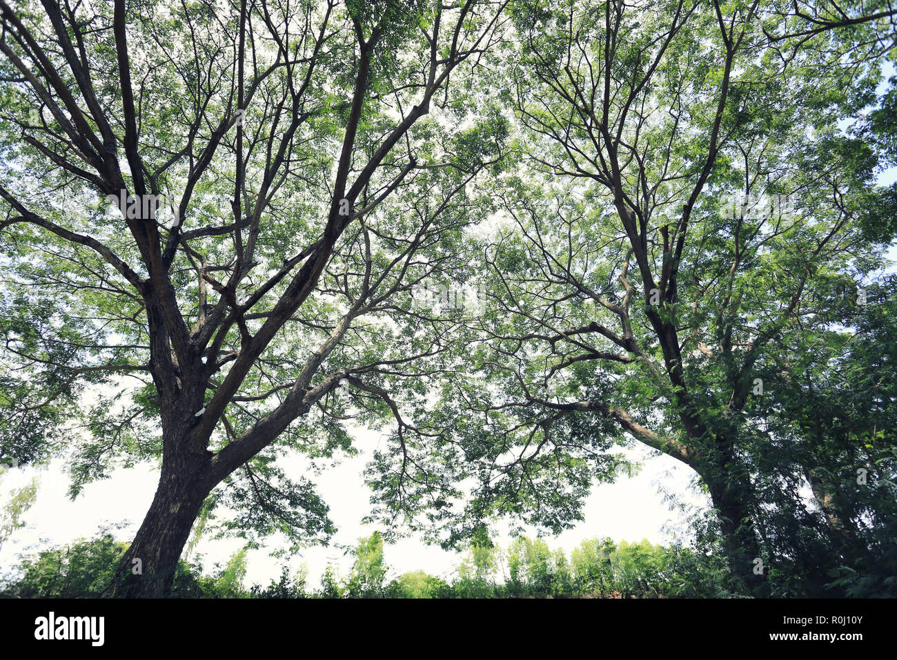 Anzeigen unter großen Baum im Garten für Design in ihre Arbeit natur Konzept. Stockfoto