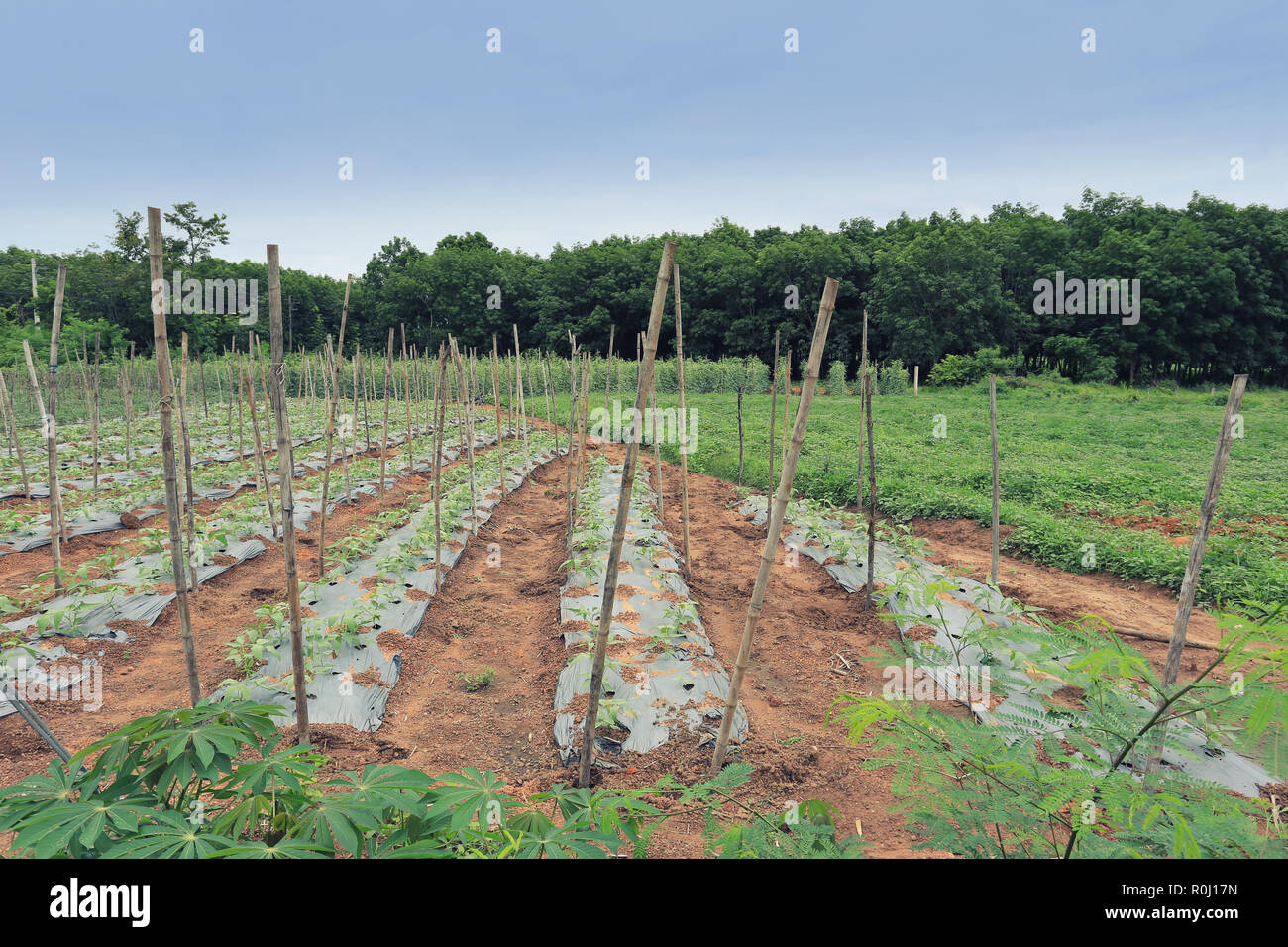 Pflanzliche Sämling Feld in der Tageszeit der Pflanzung Start in Thailand. Stockfoto