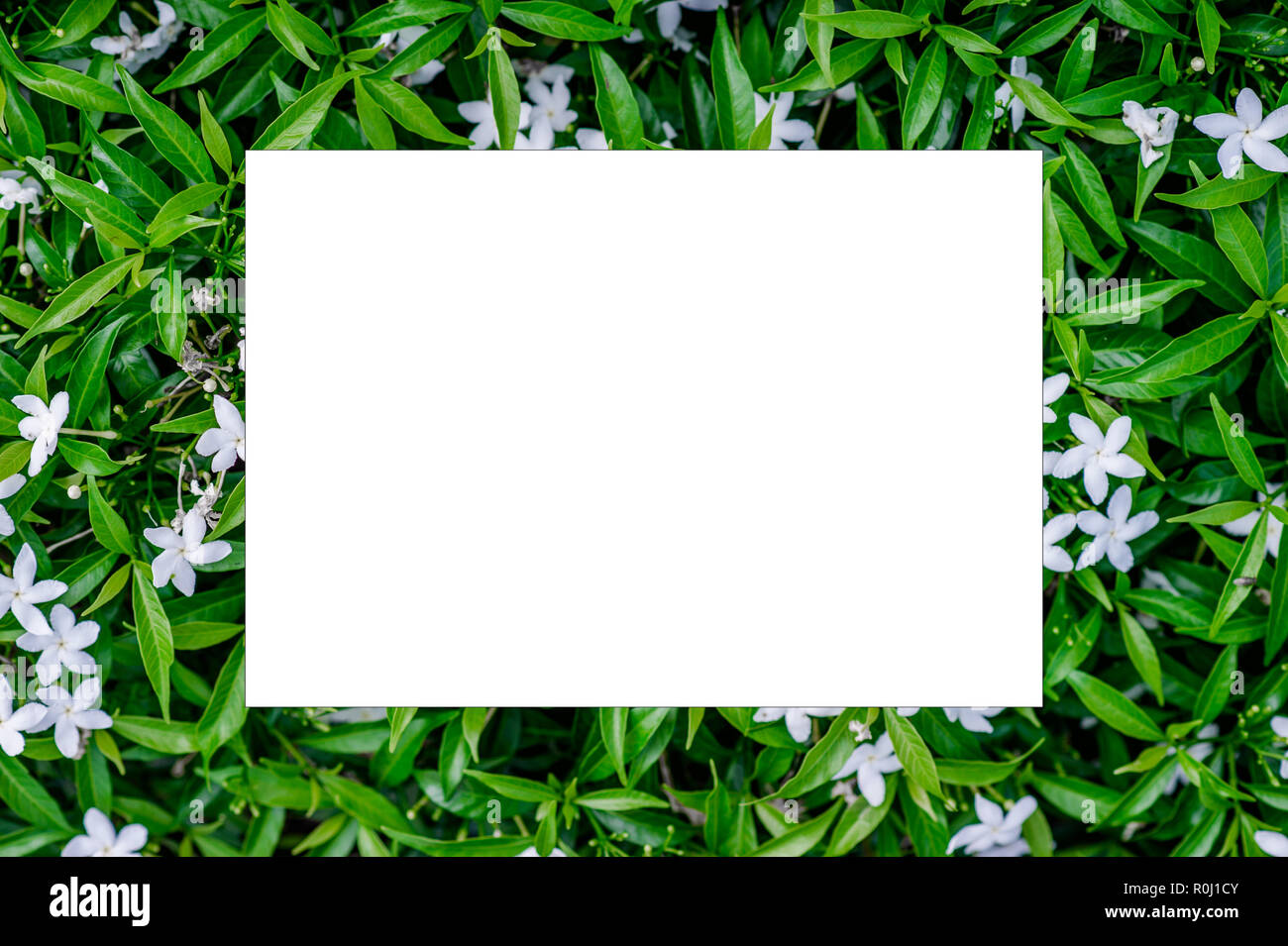 Creative Green Leaf Layout natürliche Quelle Konzept liegend mit weißen Blüten in einer horizontalen Ebene platziert. Stockfoto
