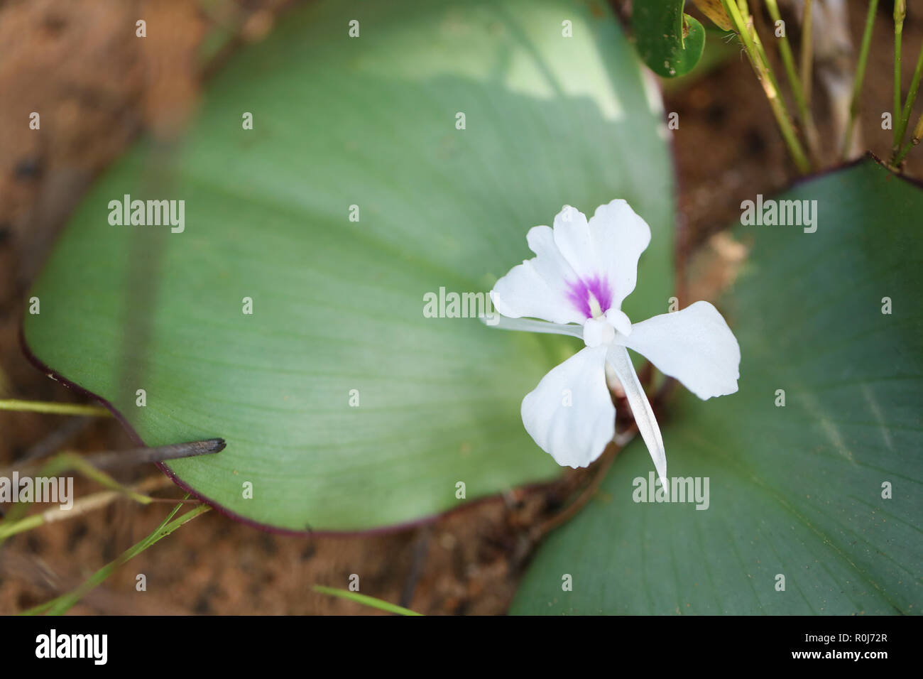 Kaempferia galanga von tropischen Blumen blühen in der Thailand Wald, Heilpflanzen Bauchschmerzen und Erkältungen zu behandeln. Stockfoto