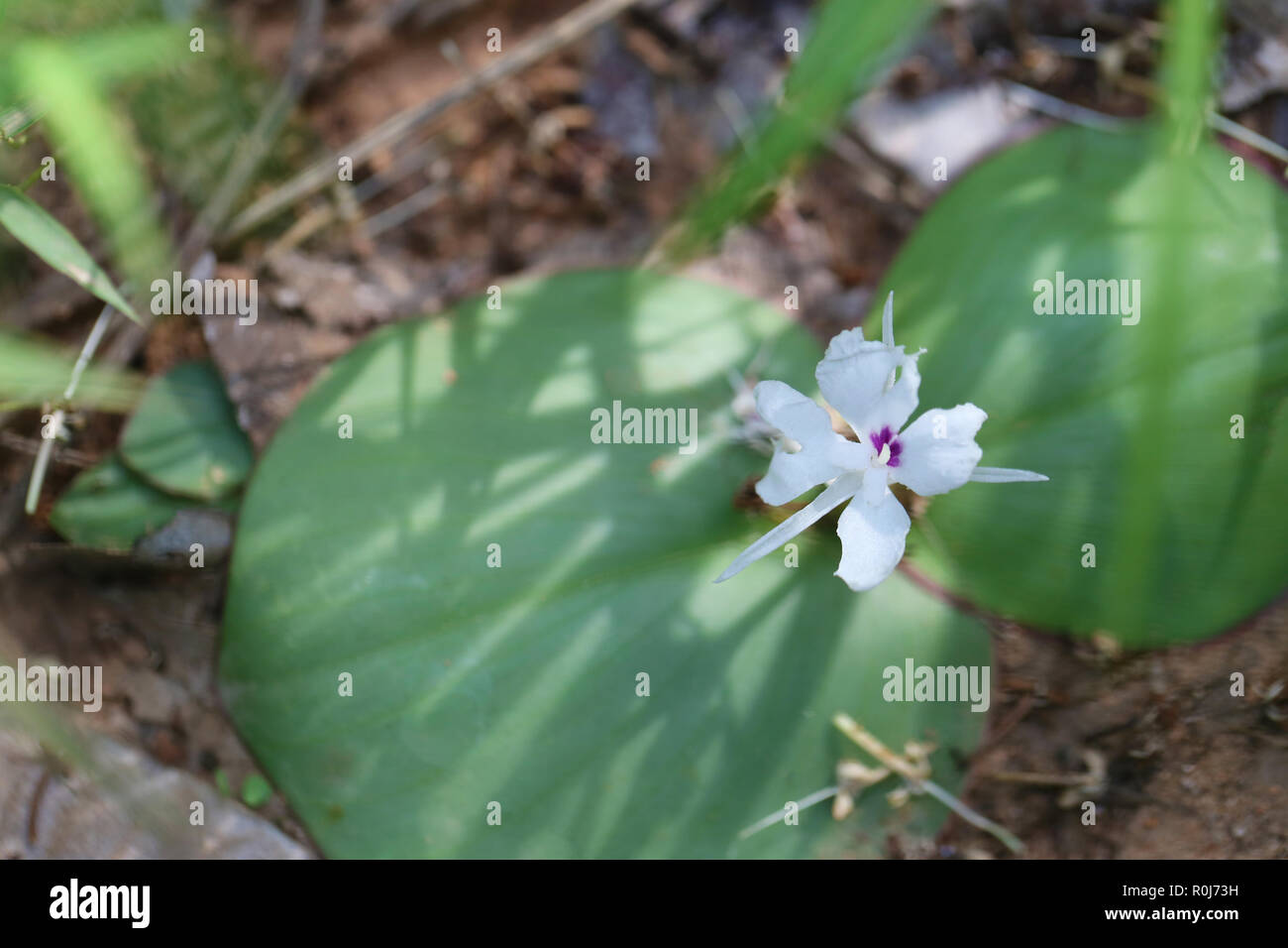 Kaempferia galanga von tropischen Blumen blühen in der Thailand Wald, Heilpflanzen Bauchschmerzen und Erkältungen zu behandeln. Stockfoto