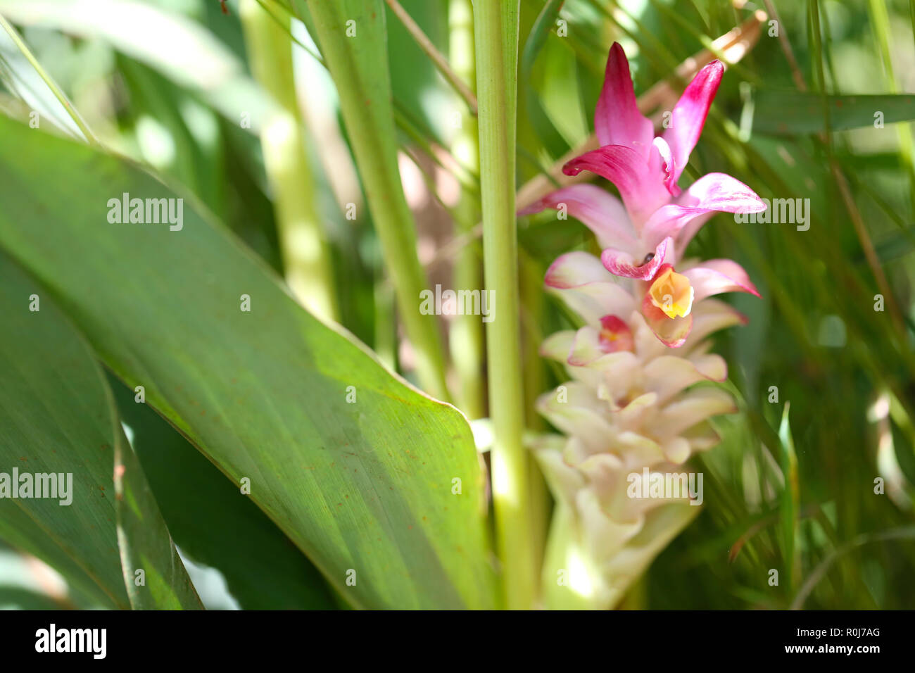 Krachai Blume oder Curcuma sparganifolia Gagnep Blüte im Regenwald, bunten tropischen Blumen in Thailand. Stockfoto