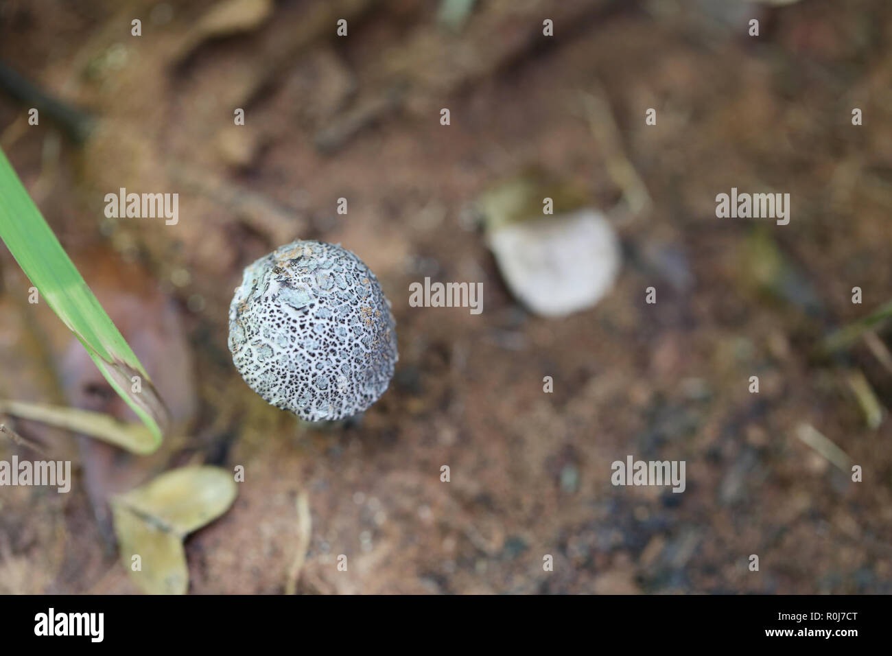 Frische schwarze Tod Cap von giftigen Pilz am Boden in den Regenwäldern von Thailand. Stockfoto