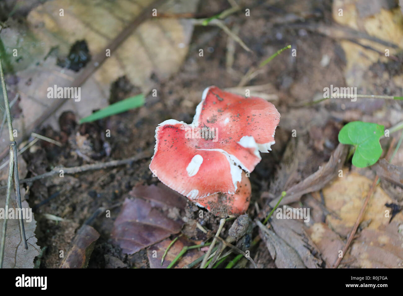 Frische rote Tod Cap von giftigen Pilz am Boden in den Regenwäldern von Thailand. Stockfoto