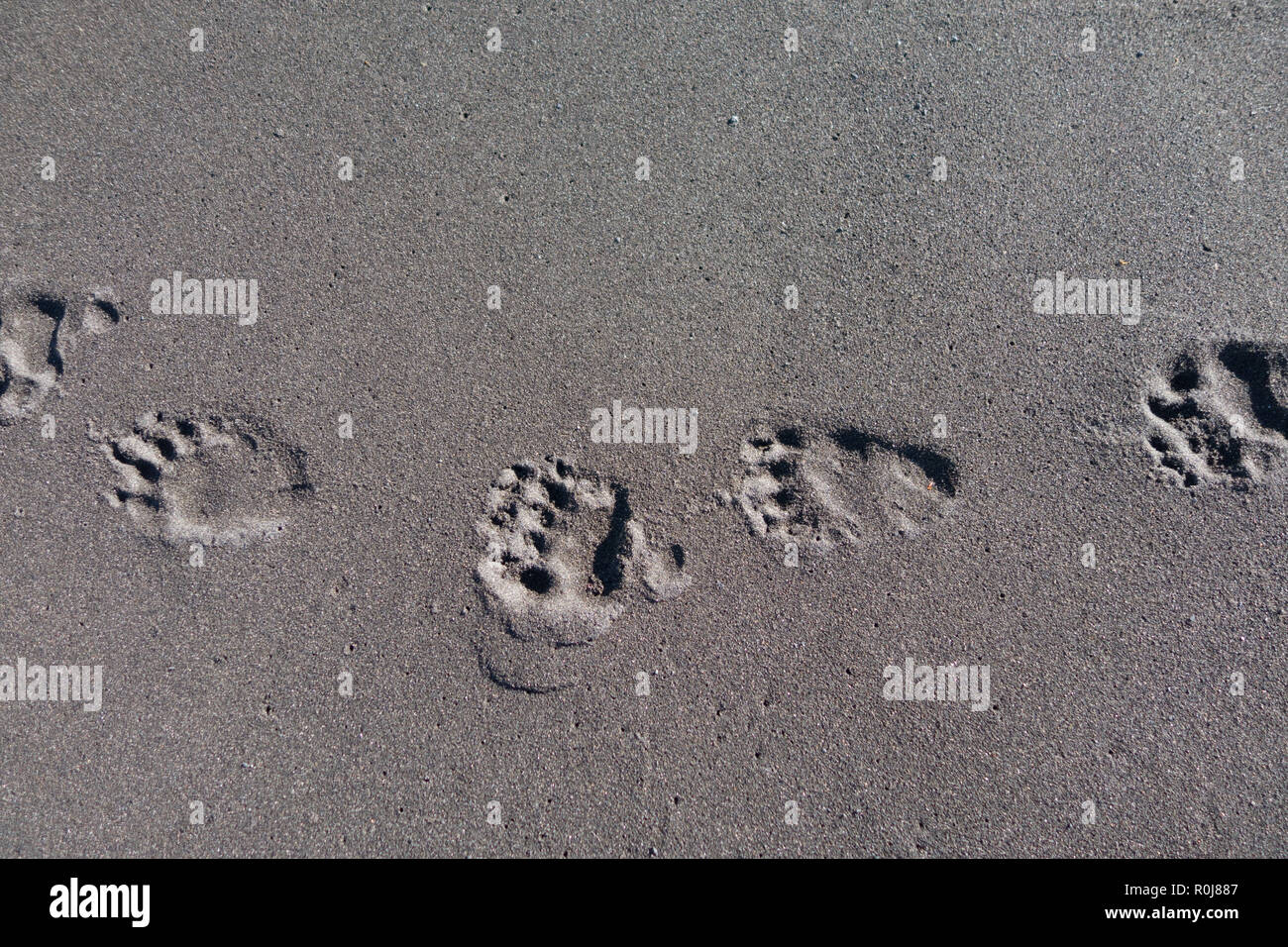 Bear Paw prints in den Sand, Lost Coast, Kalifornien Stockfoto