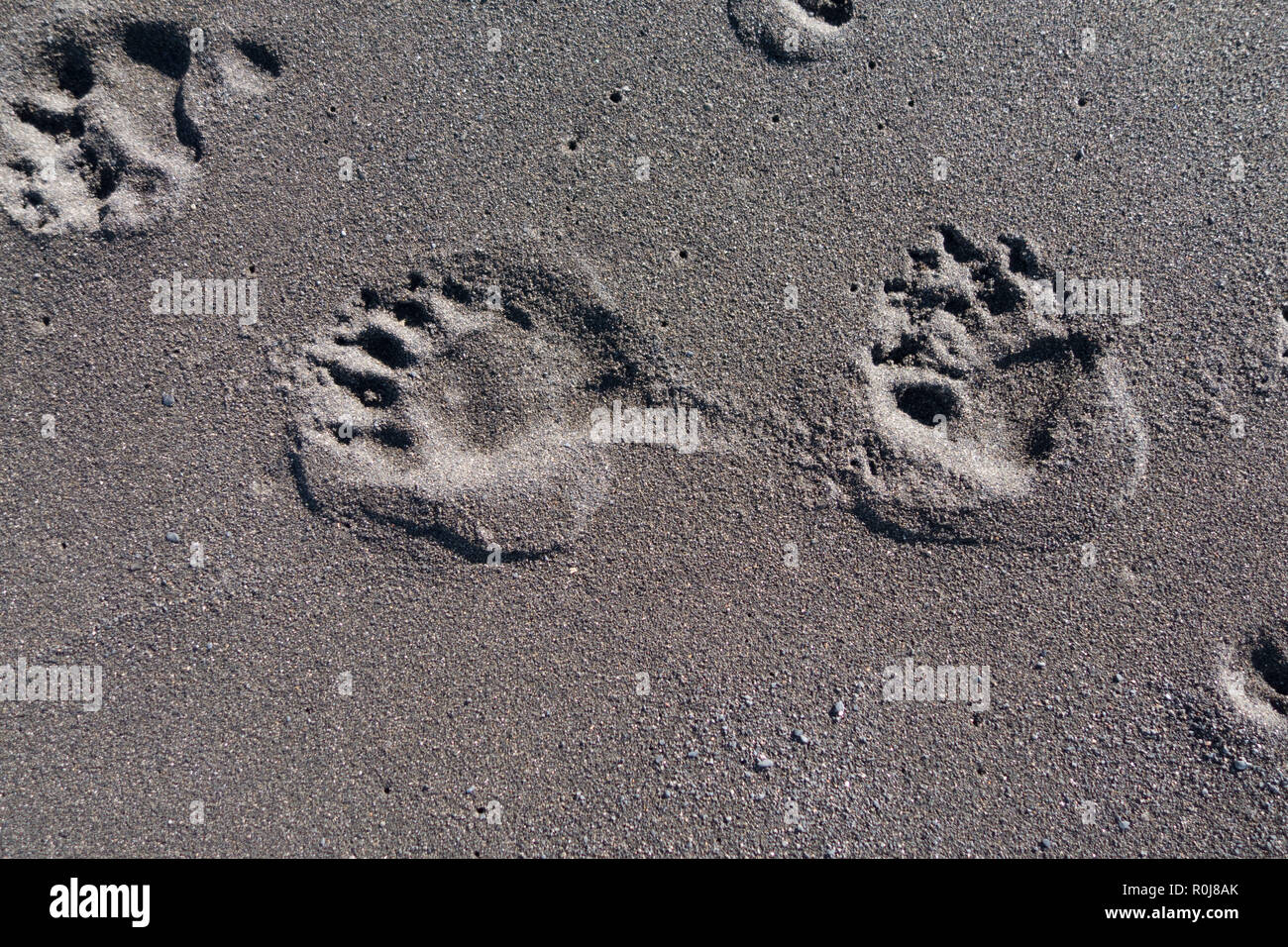 Bear Paw prints in den Sand, Lost Coast, Kalifornien Stockfoto