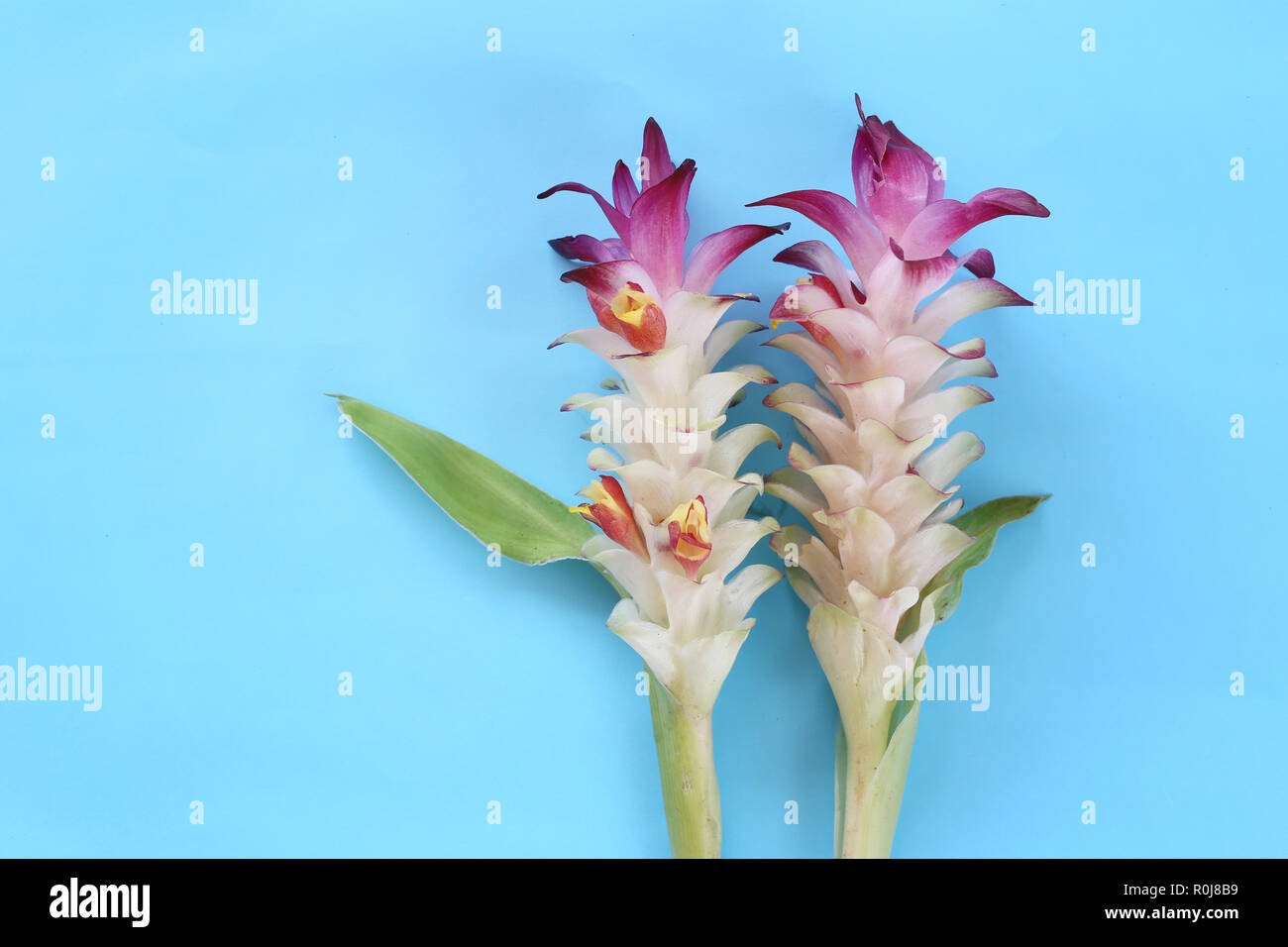 Krachai Blume oder Curcuma sparganifolia Gagnep in der Blüte auf blauem Hintergrund und haben Sie Platz für Ihre Konstruktion. Stockfoto