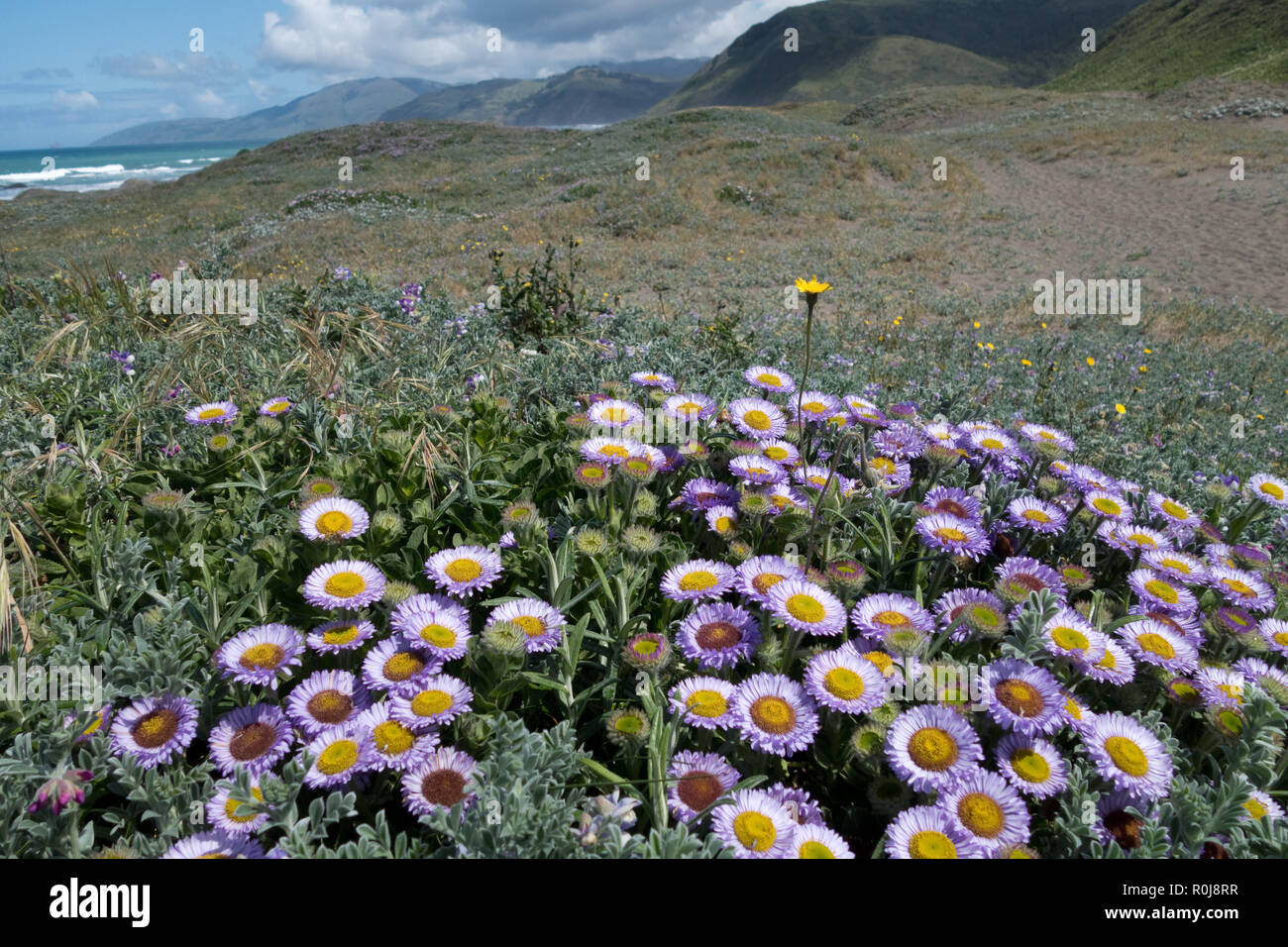 Seaside Daisy, Mattole Strand, Lost Coast, Kalifornien Stockfoto