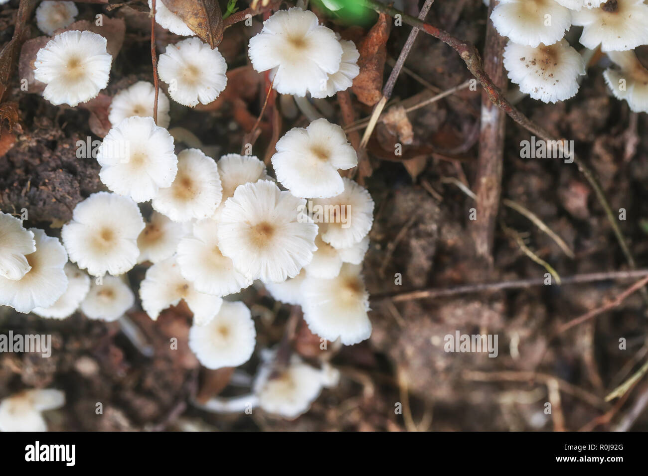 Kleine Termitomyces fuliginosus Heim auf Gemüsegarten Boden, Pilze aus Thailand, die können Essen und lecker sein. Stockfoto
