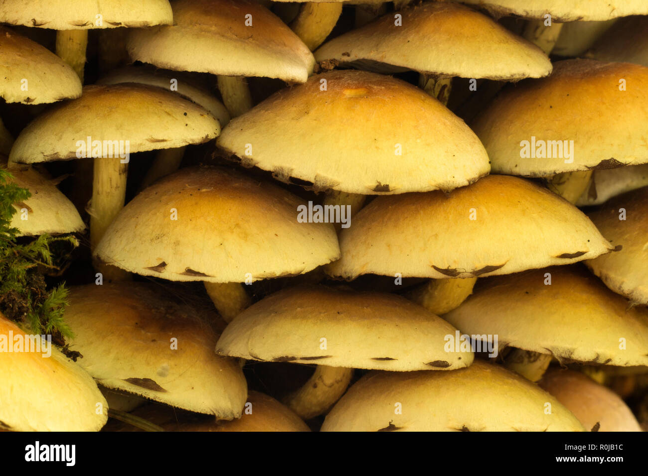 Gruppe von Schwefel Büschel Pilze im Wald. Tipperary, Irland Stockfoto