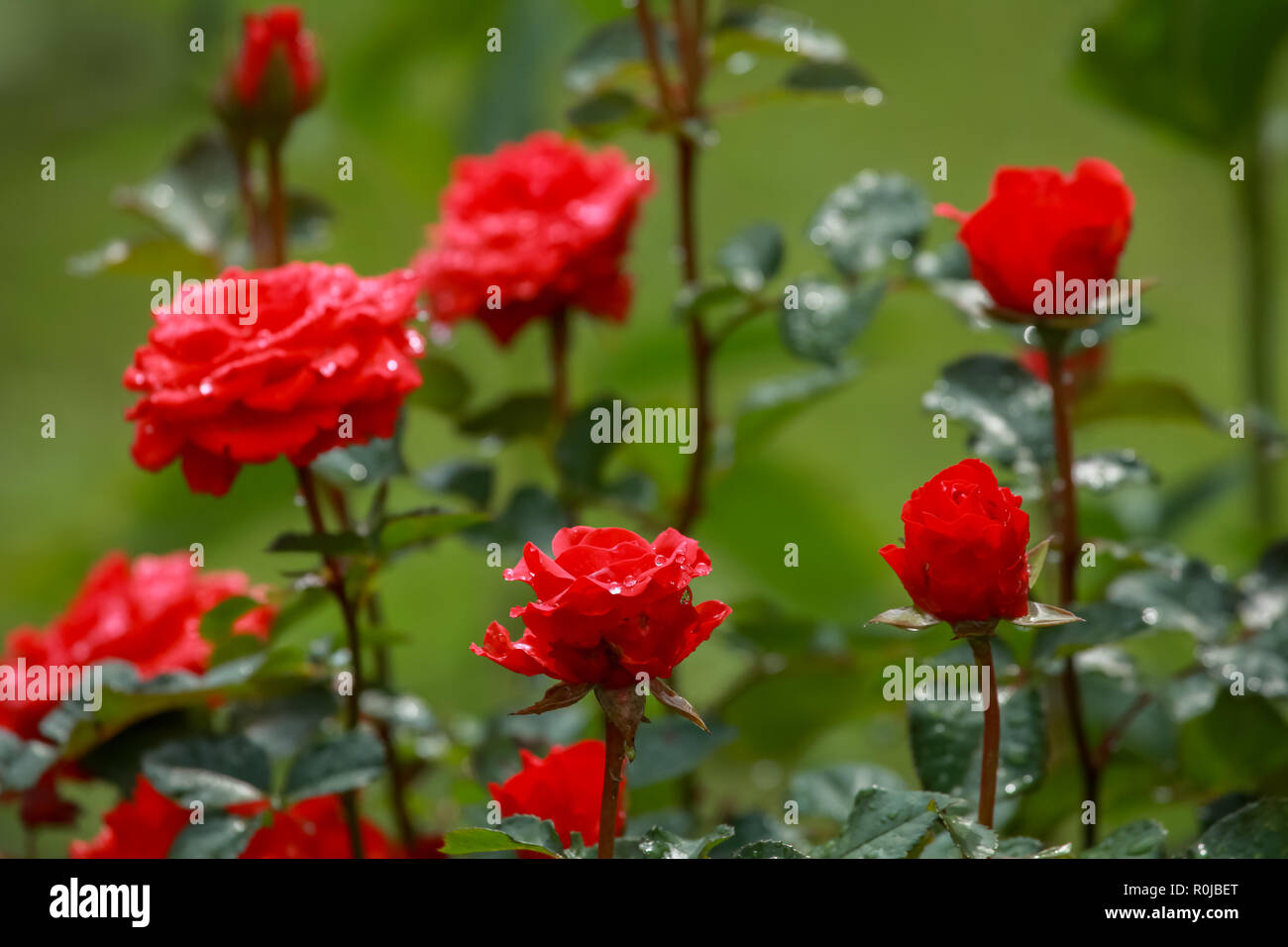 Download Natur blumen For Free