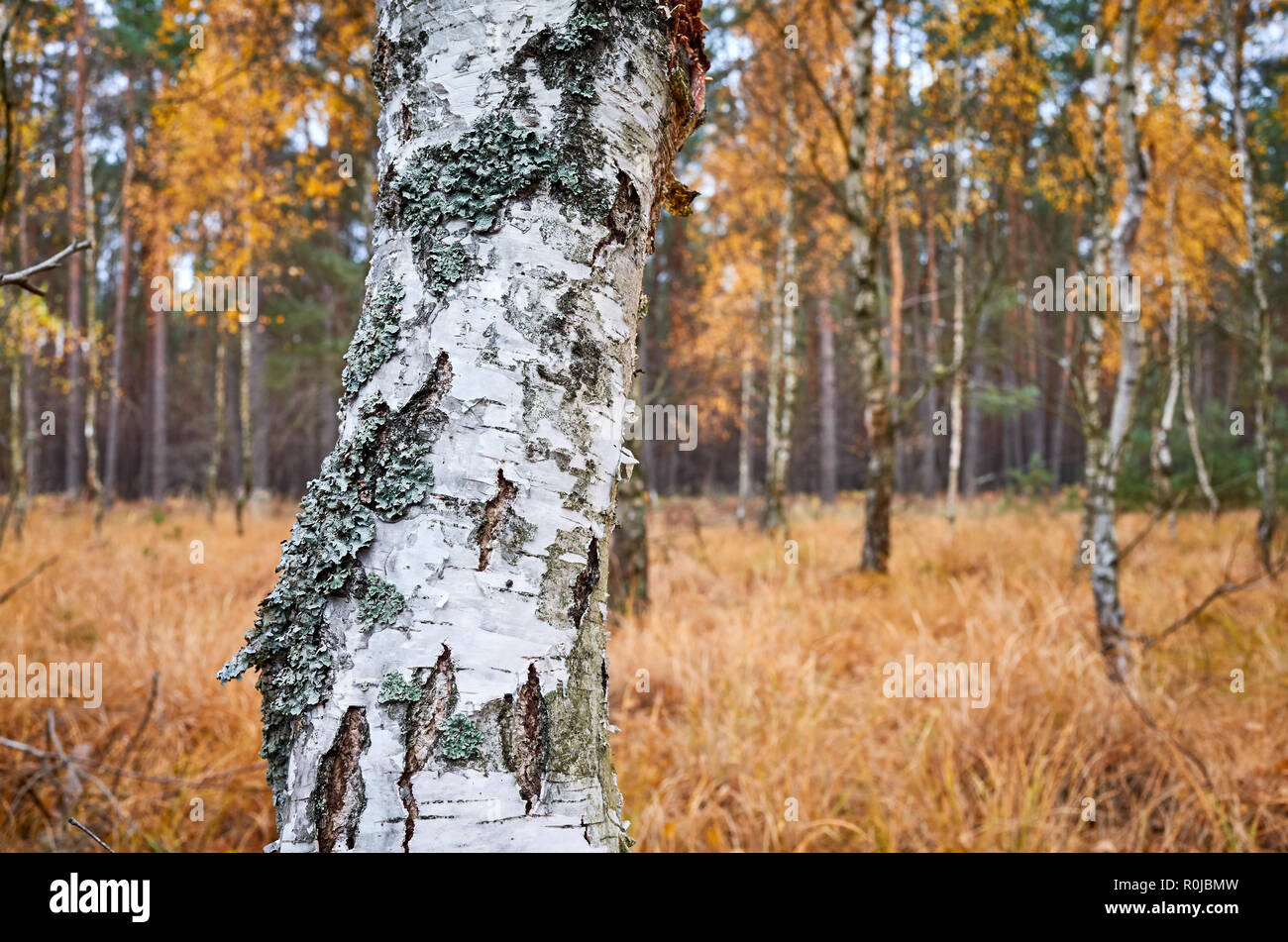 Birke Amtsleitung in einem herbstlichen Wald, selektiven Fokus. Stockfoto