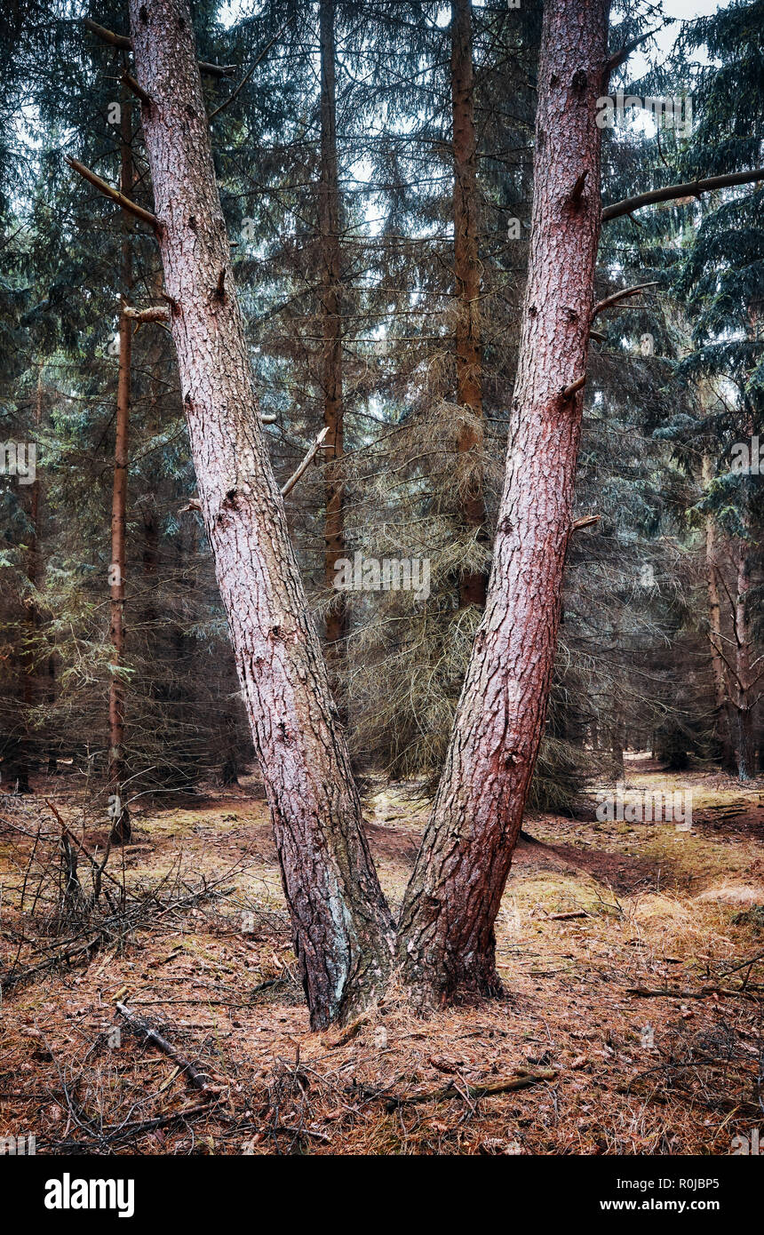 V-förmige Baum in einem dunklen Wald. Stockfoto