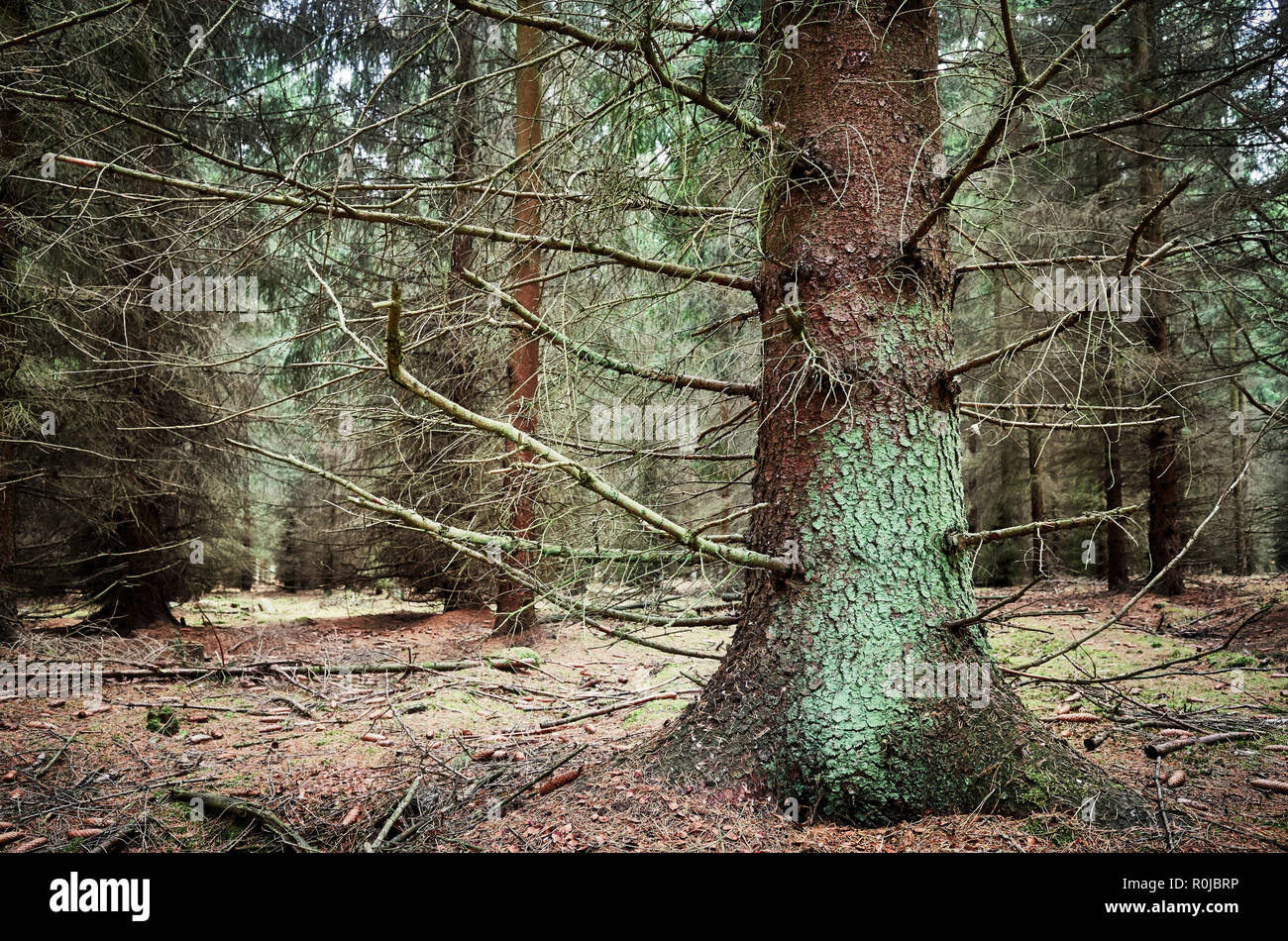 Alter Baum in einem dunklen Wald, selektiven Fokus. Stockfoto