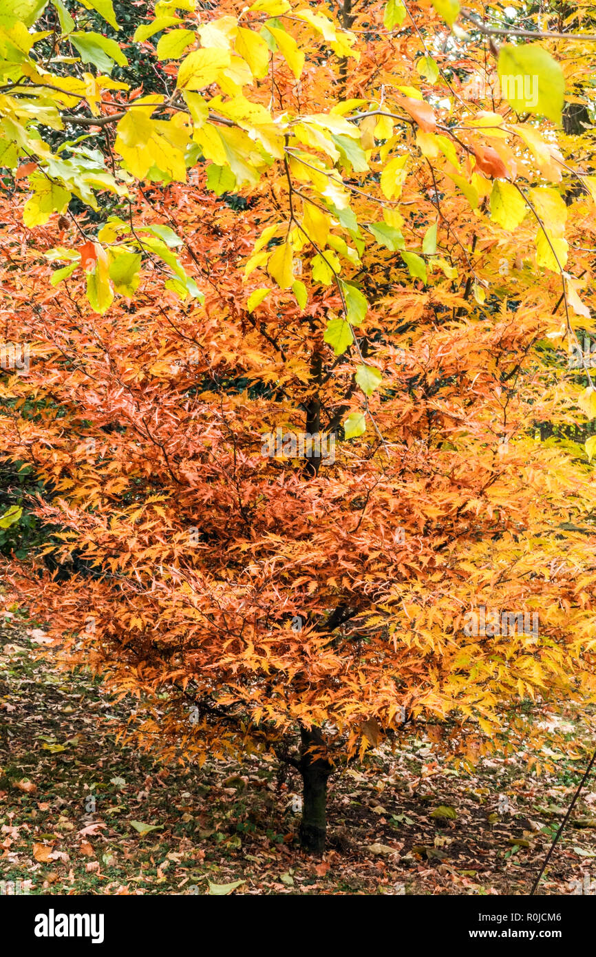 Europäische Buche, Fagus sylvatica 'Asplenifolia', Herbst Stockfoto
