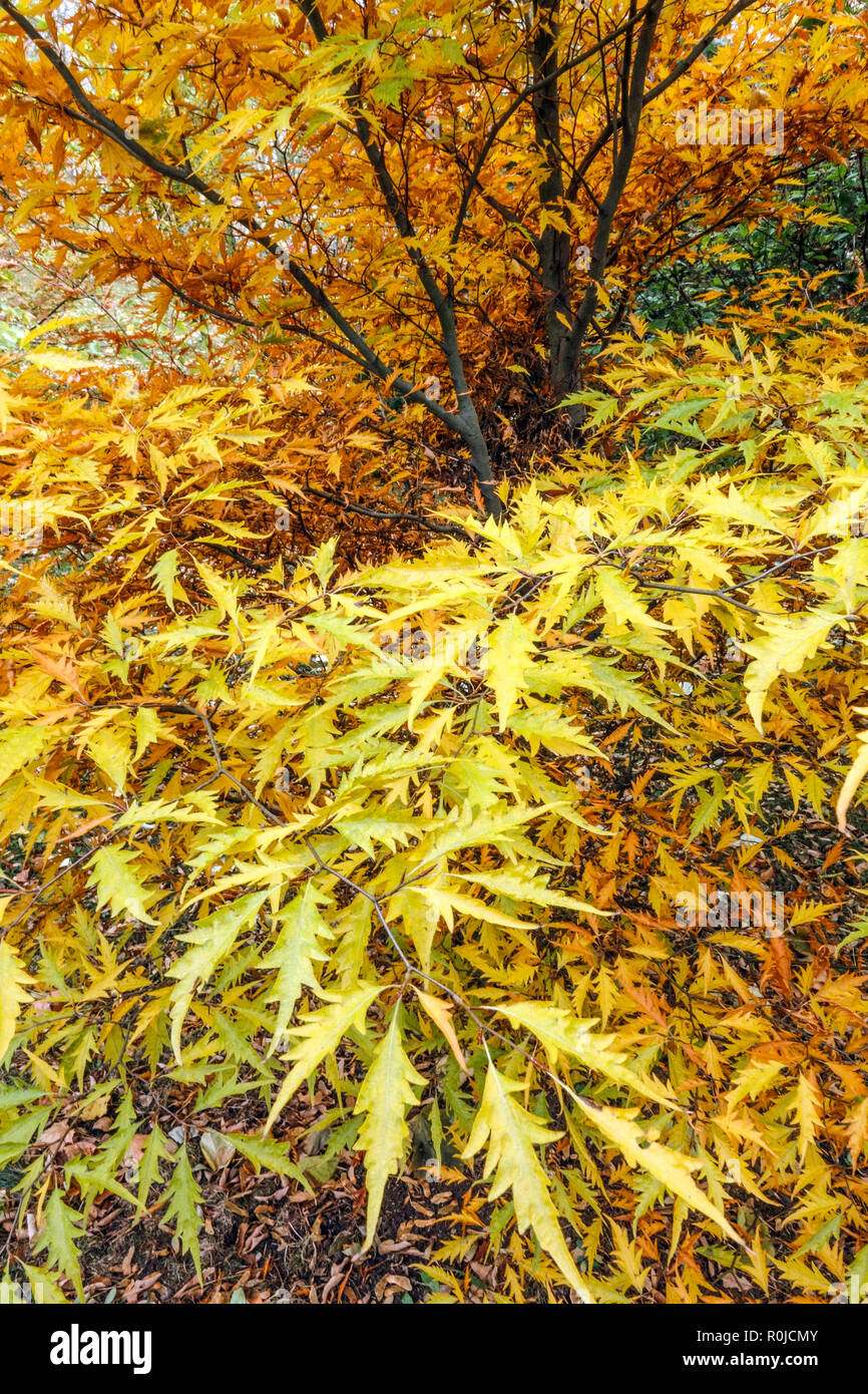Europäische Buche, Fagus sylvatica 'Asplenifolia', Garten Laub im Herbst Stockfoto