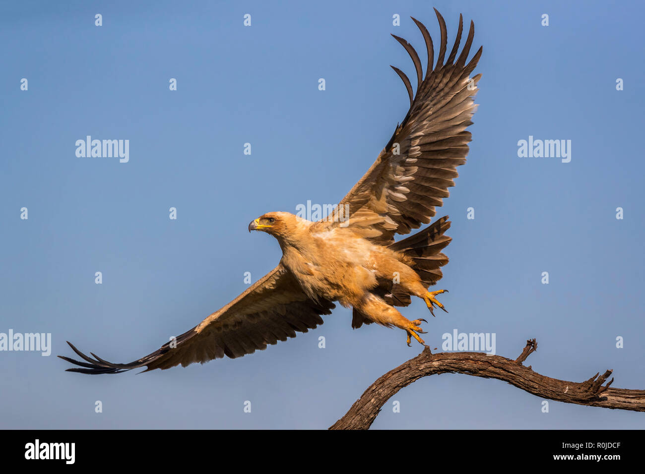 Tawny Eagle (Aquila rapax), Zimanga Private Game Reserve, KwaZulu-Natal, Südafrika Stockfoto