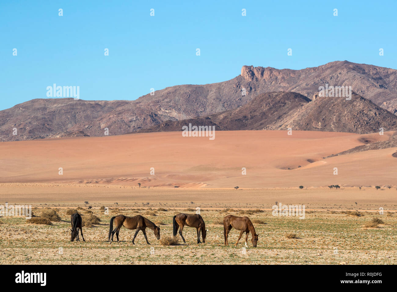 Wilde Pferde, Australien, Namibia Stockfoto