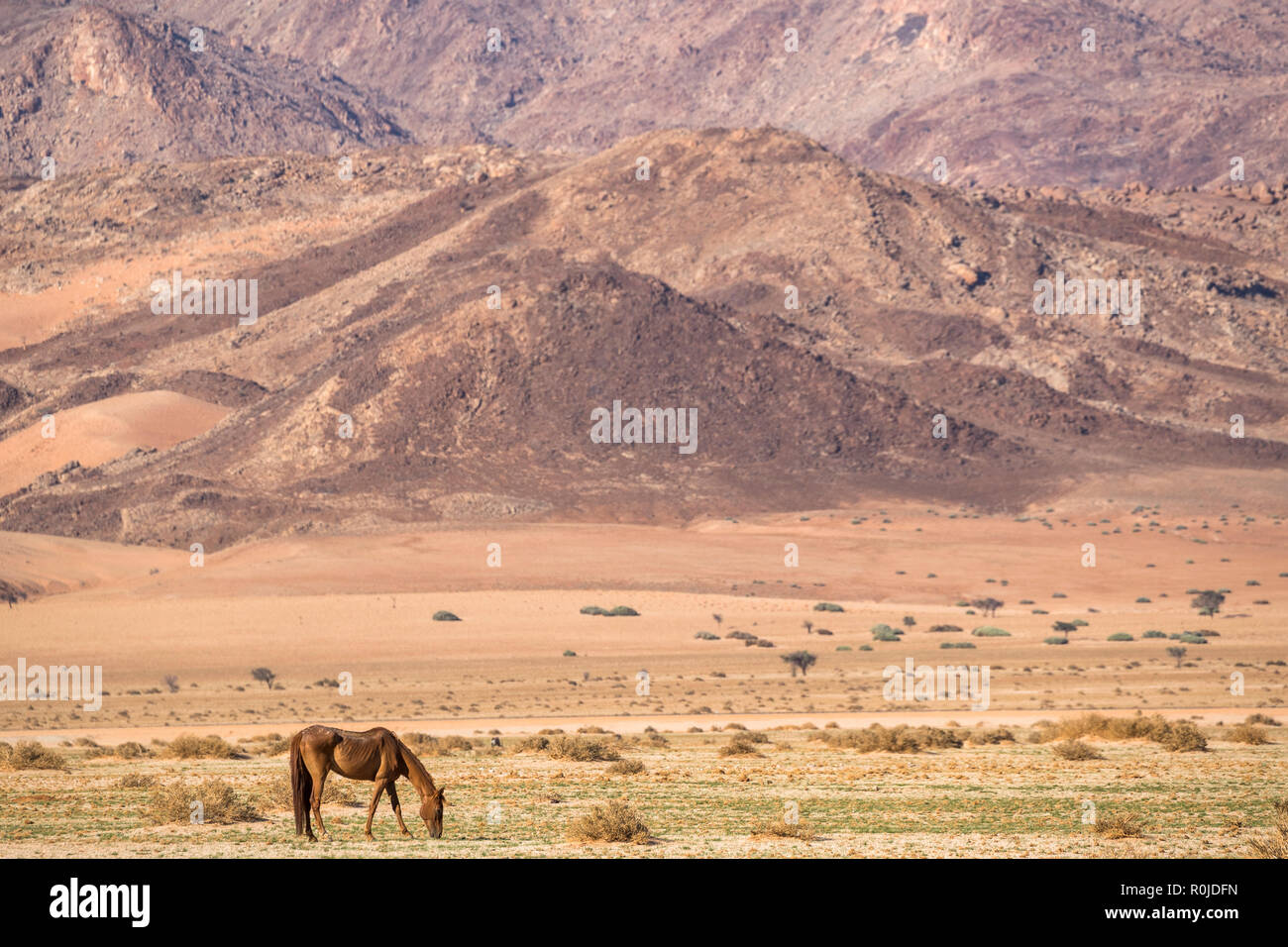 Wild Horse, Australien, Namibia Stockfoto