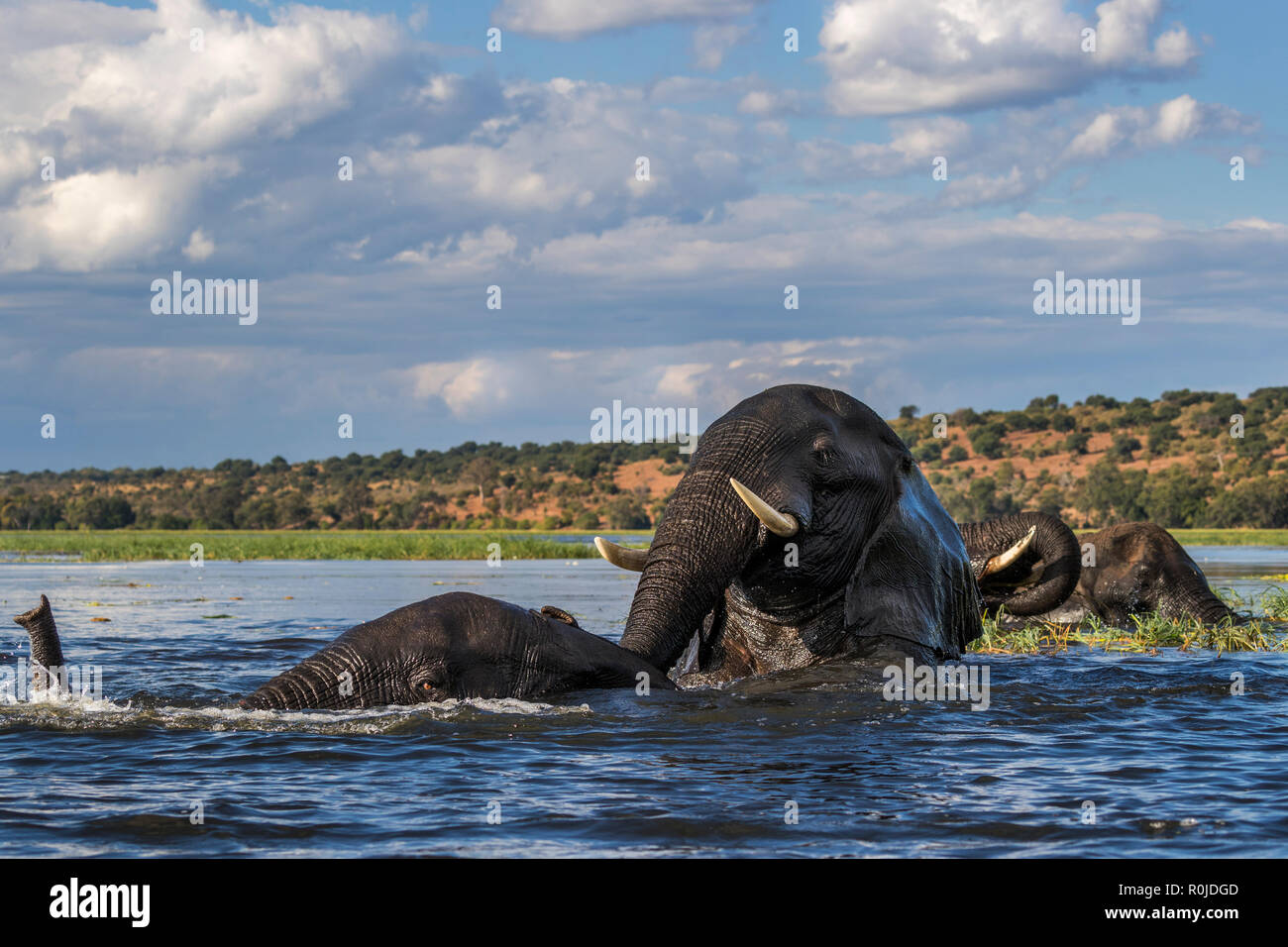Elefanten (Loxodonta africana) spielen in Chobe River, Chobe National Park, Botswana Stockfoto