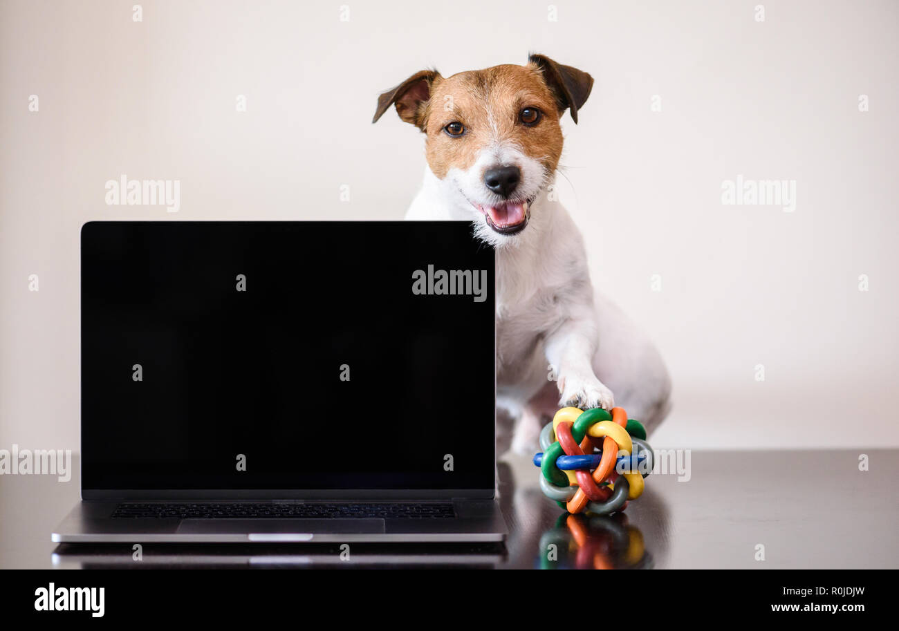 Work-life-Balance Konzept mit Hund mit Spielzeug Ball unter paw Arbeitsunterbrechung von Selbständigen Stockfoto