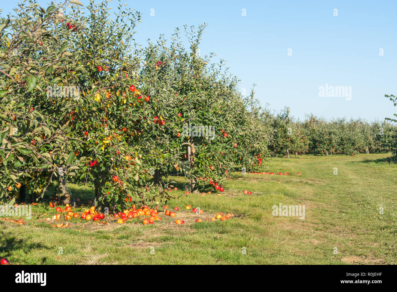 Ein Obstgarten, der Rote Äpfel am Baum und Boden Stockfoto