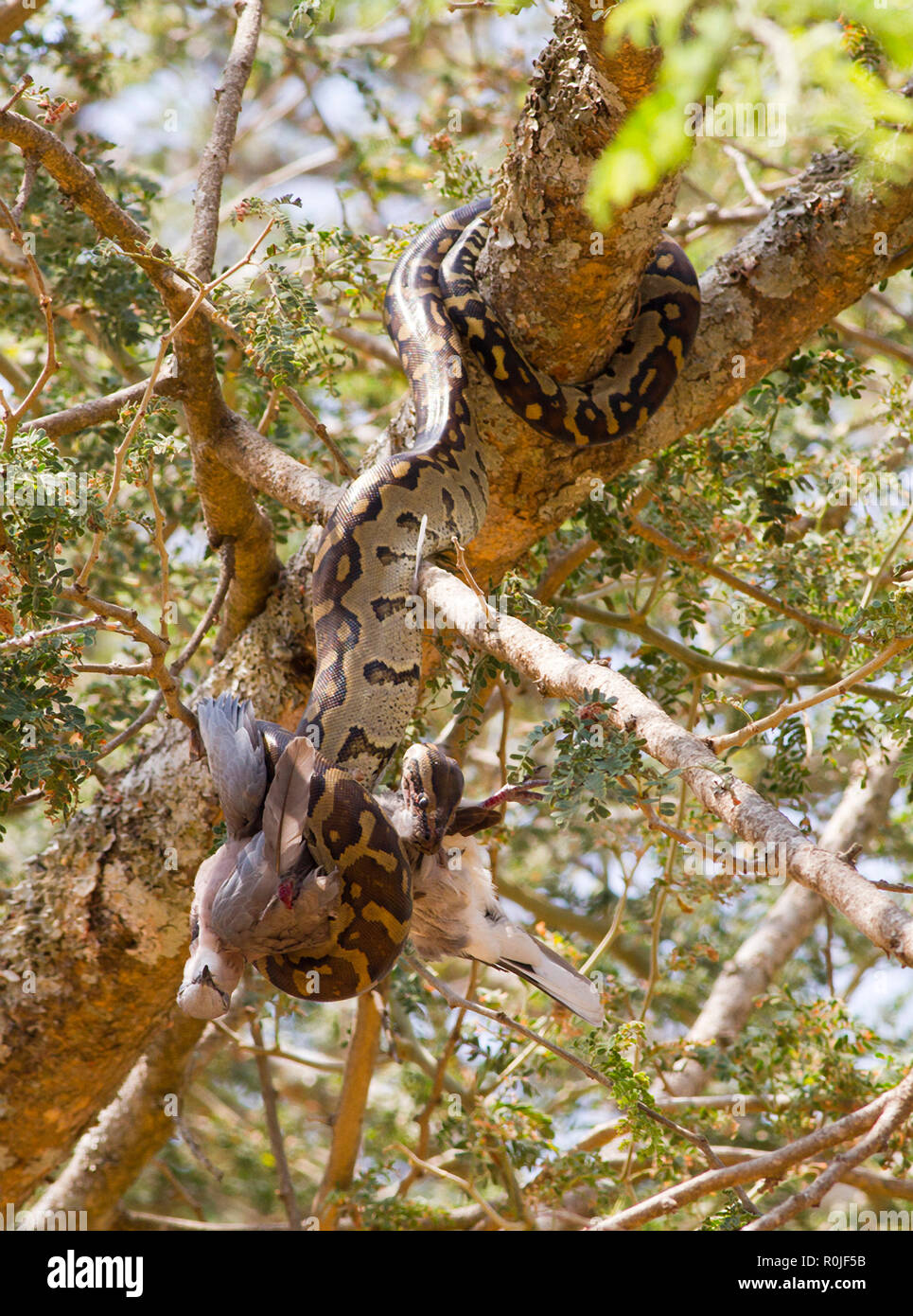 Erwürgen beine -Fotos und -Bildmaterial in hoher Auflösung – Alamy