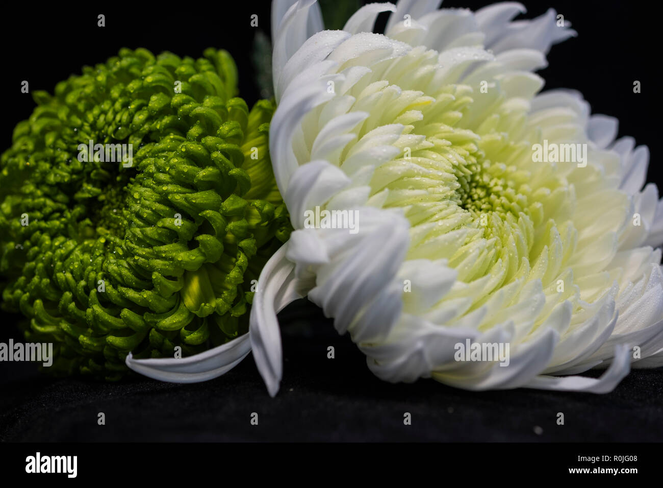 Grüne und weiße Chrysanthemen Stockfoto