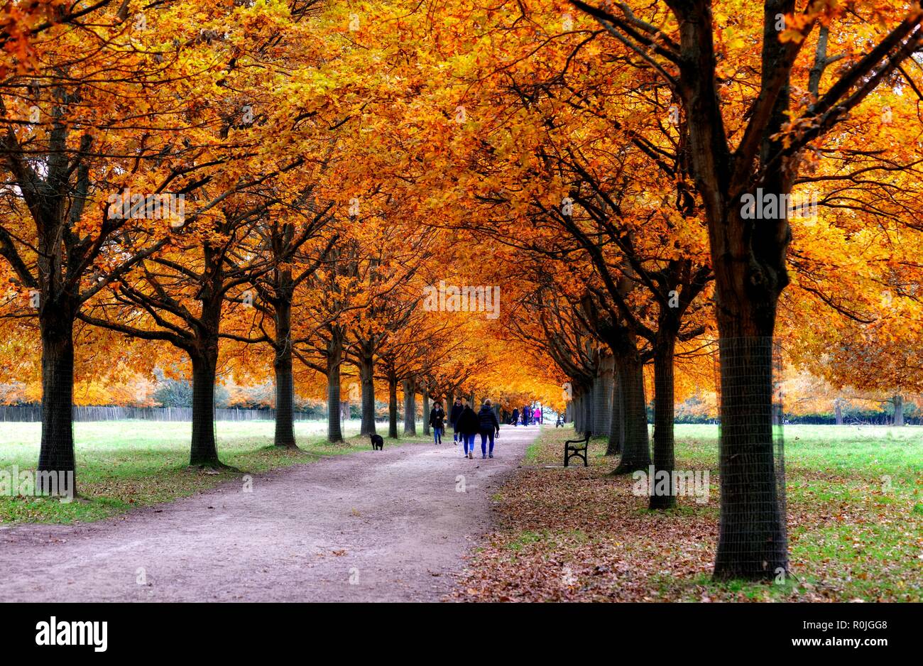 Herbst Blätter auf einer Allee von Bäumen in Wollaton Park, Nottingham, England, Großbritannien Stockfoto