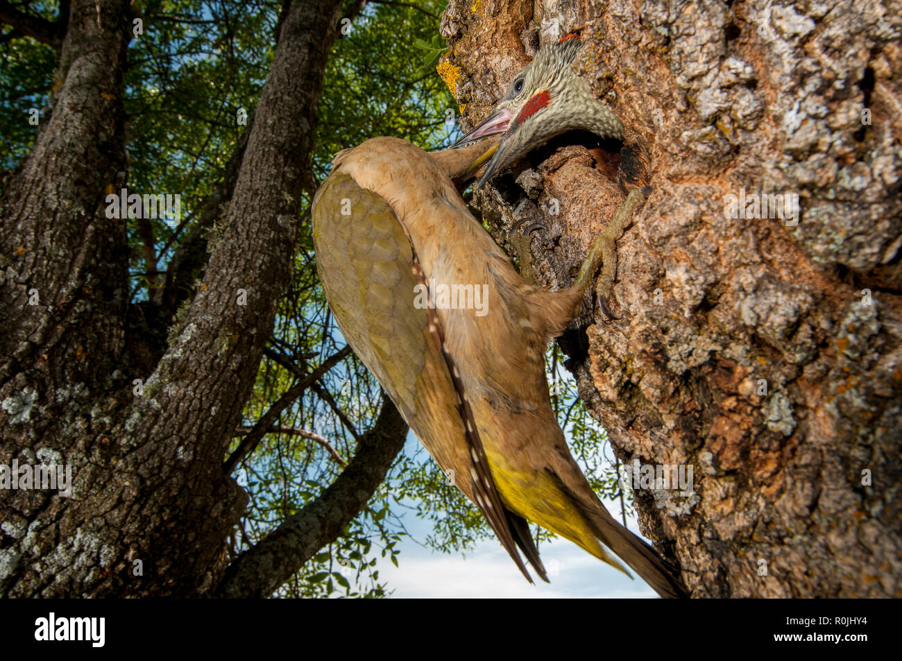 Pito real, Picus viridis Stockfoto